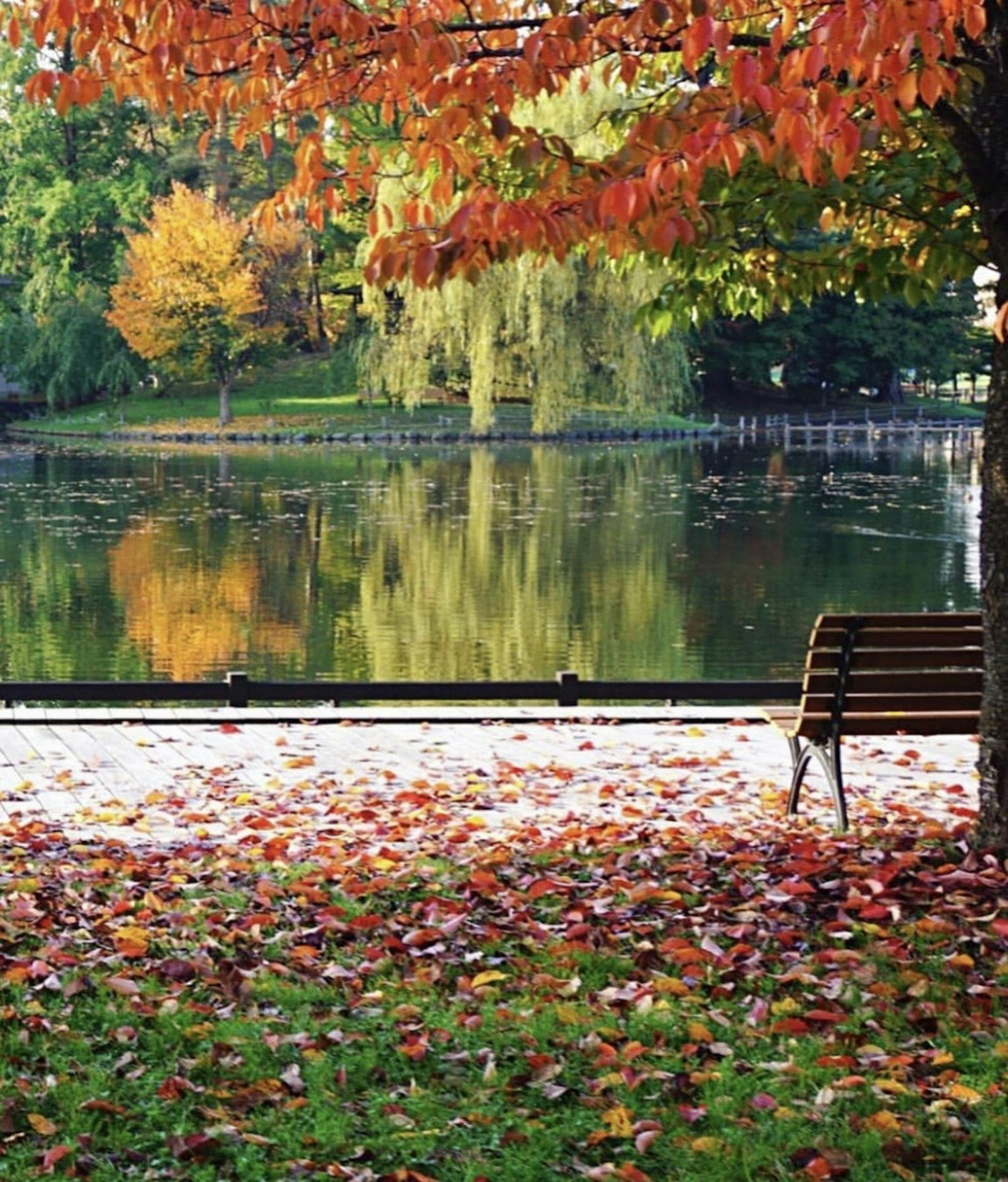 Scena autunnale con un lago e una panchina circondata da foglie colorate