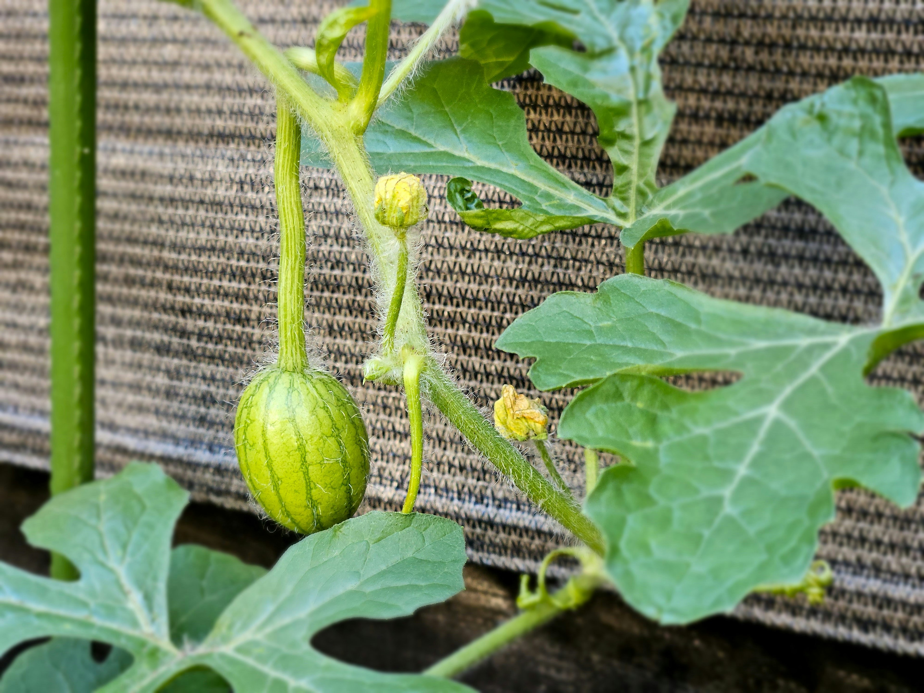 Buah semangka muda dengan daun hijau cerah