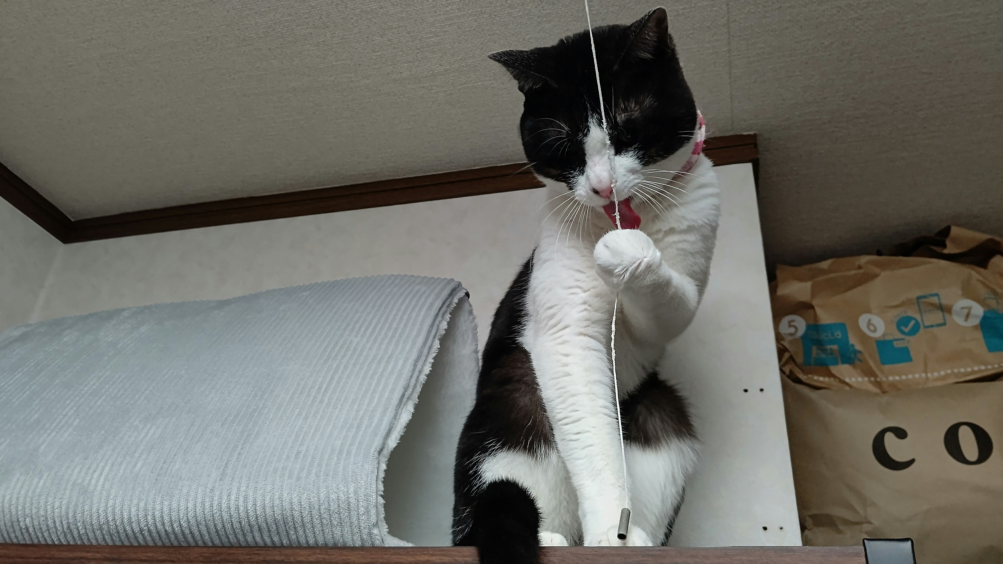 Un chat noir et blanc jouant avec une ficelle sur une étagère