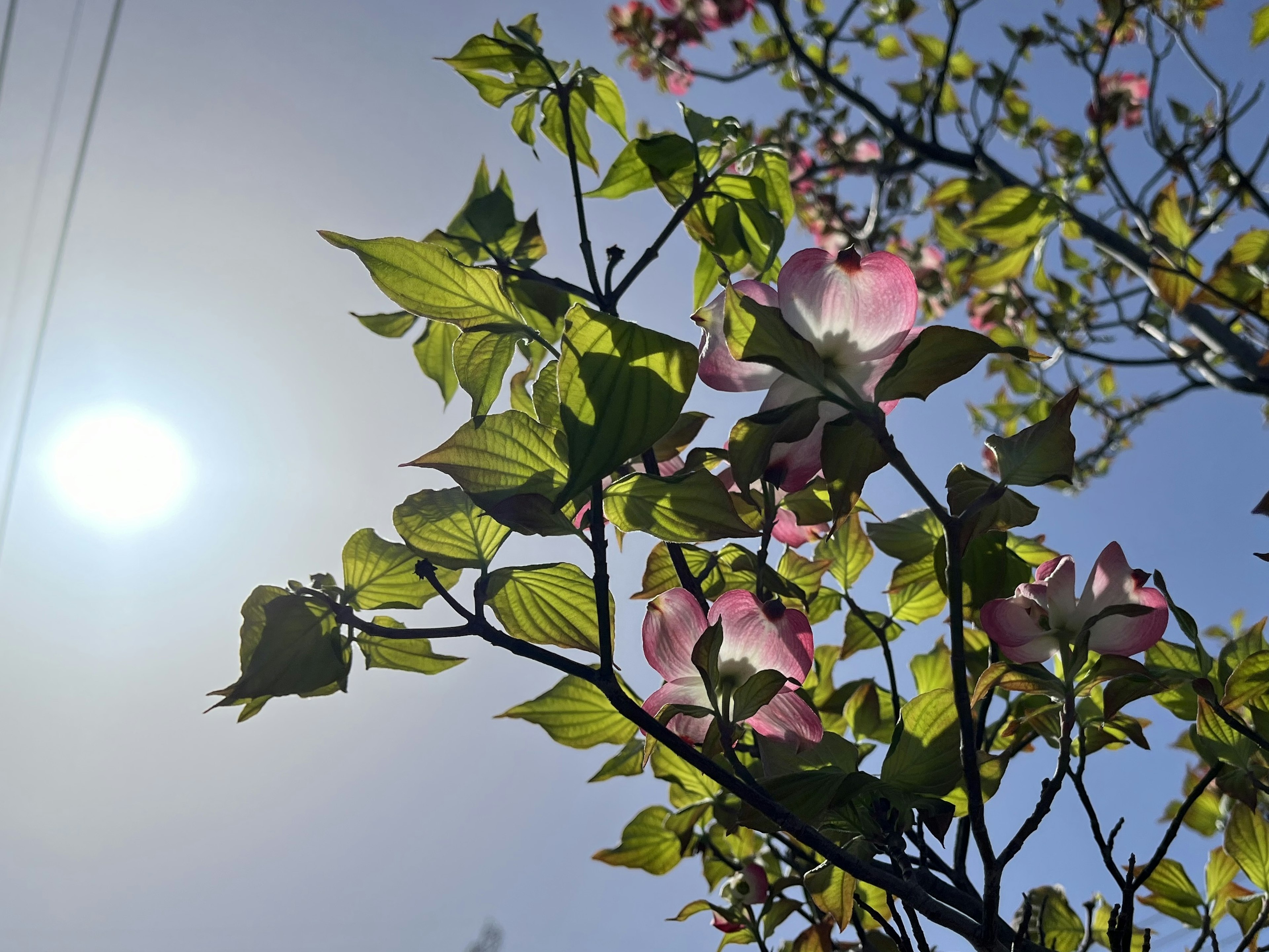 Fiori rosa e foglie verdi sotto un sole luminoso nel cielo sereno