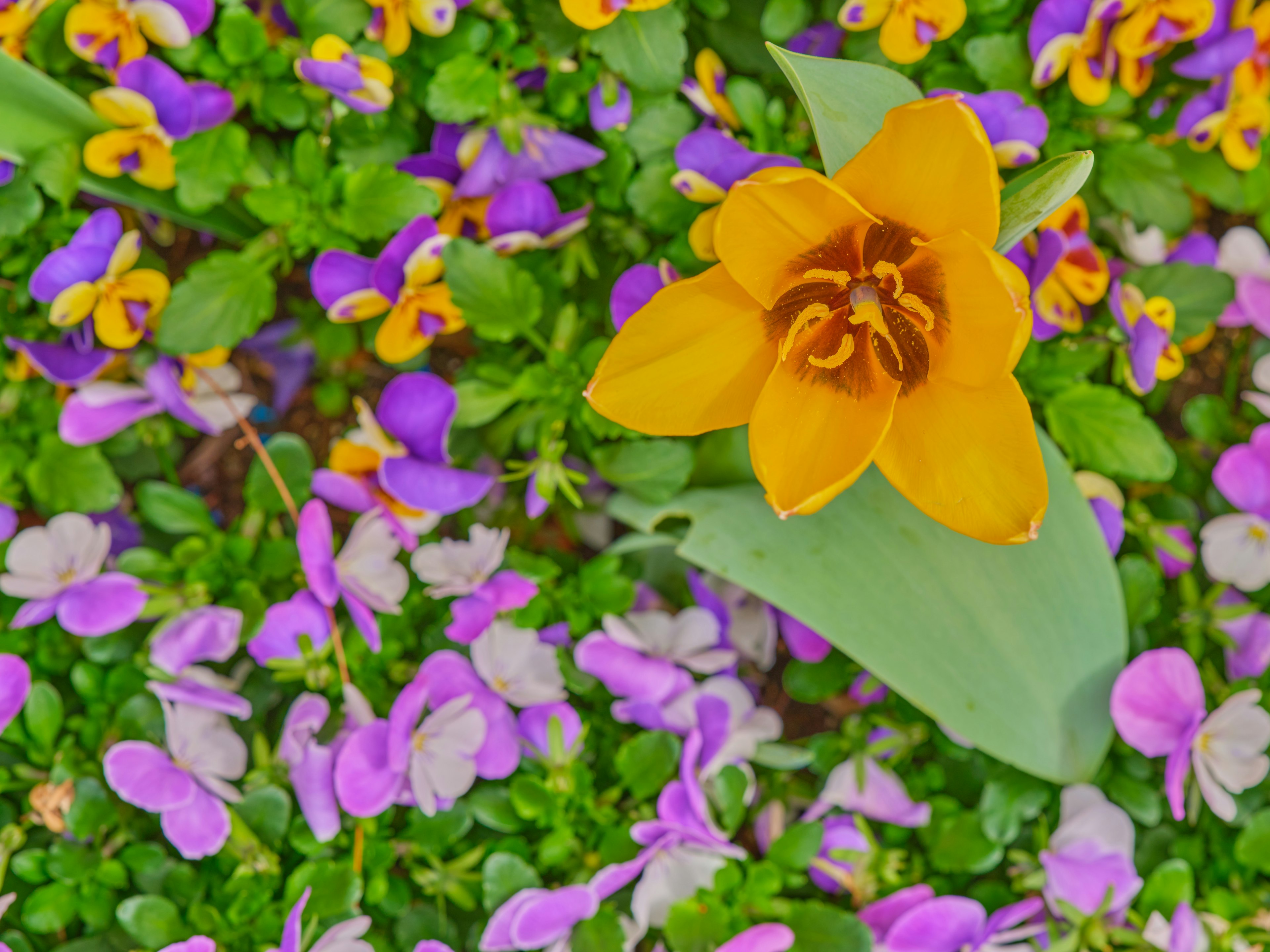 Una flor amarilla vibrante entre flores moradas