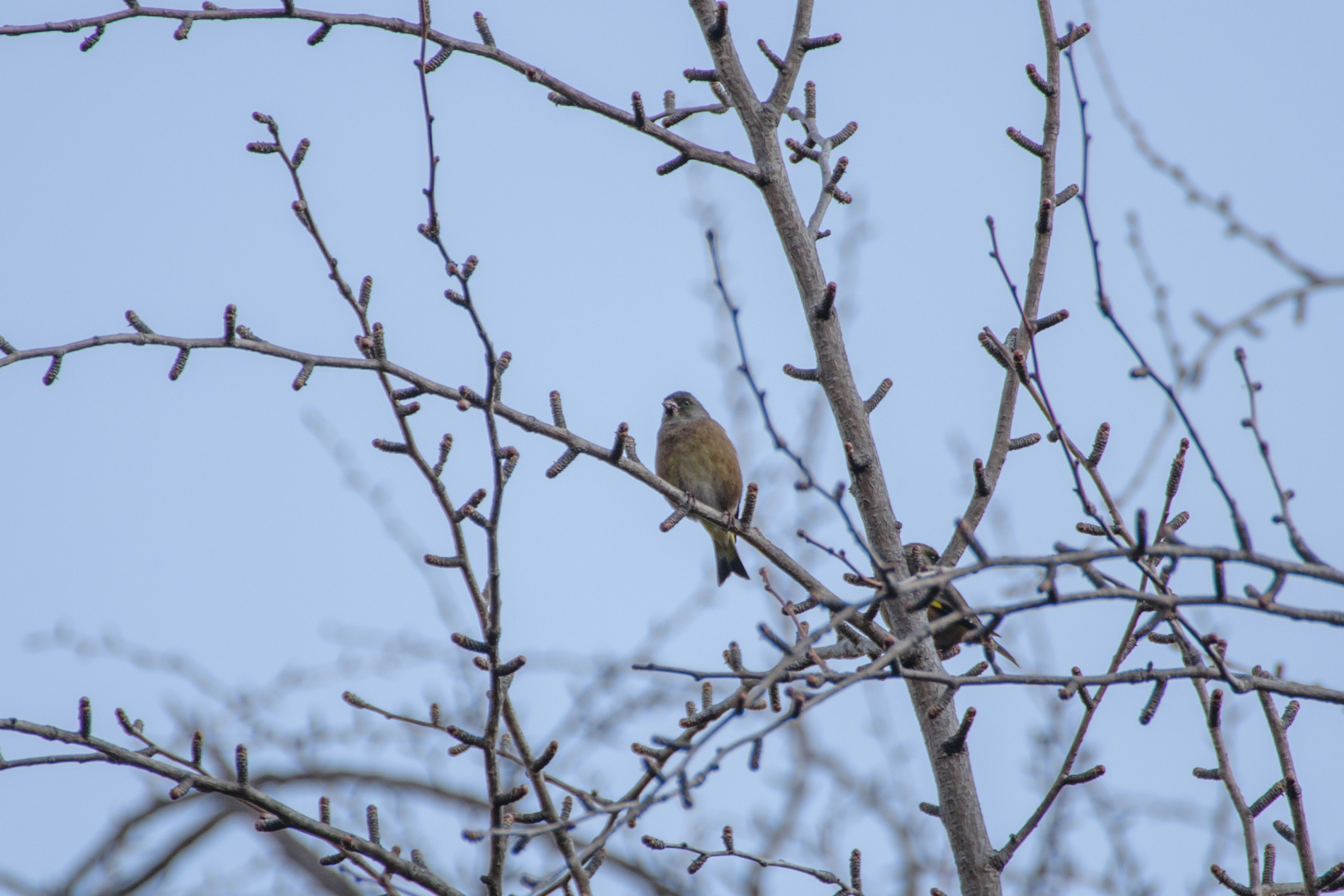 Un petit oiseau perché sur une branche d'arbre nue dans un paysage d'hiver