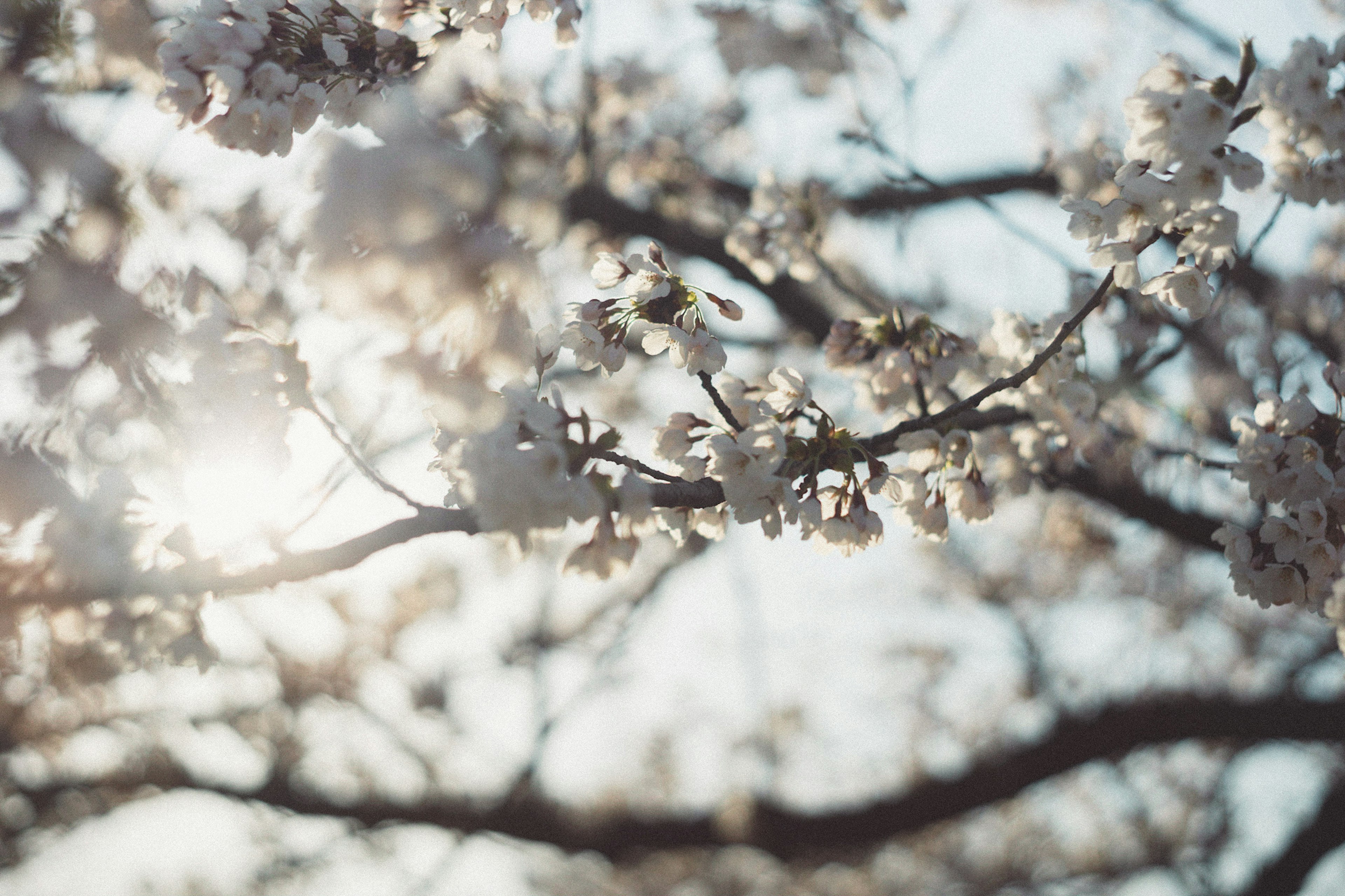 Primer plano de ramas de cerezo en flor con luz del sol filtrándose