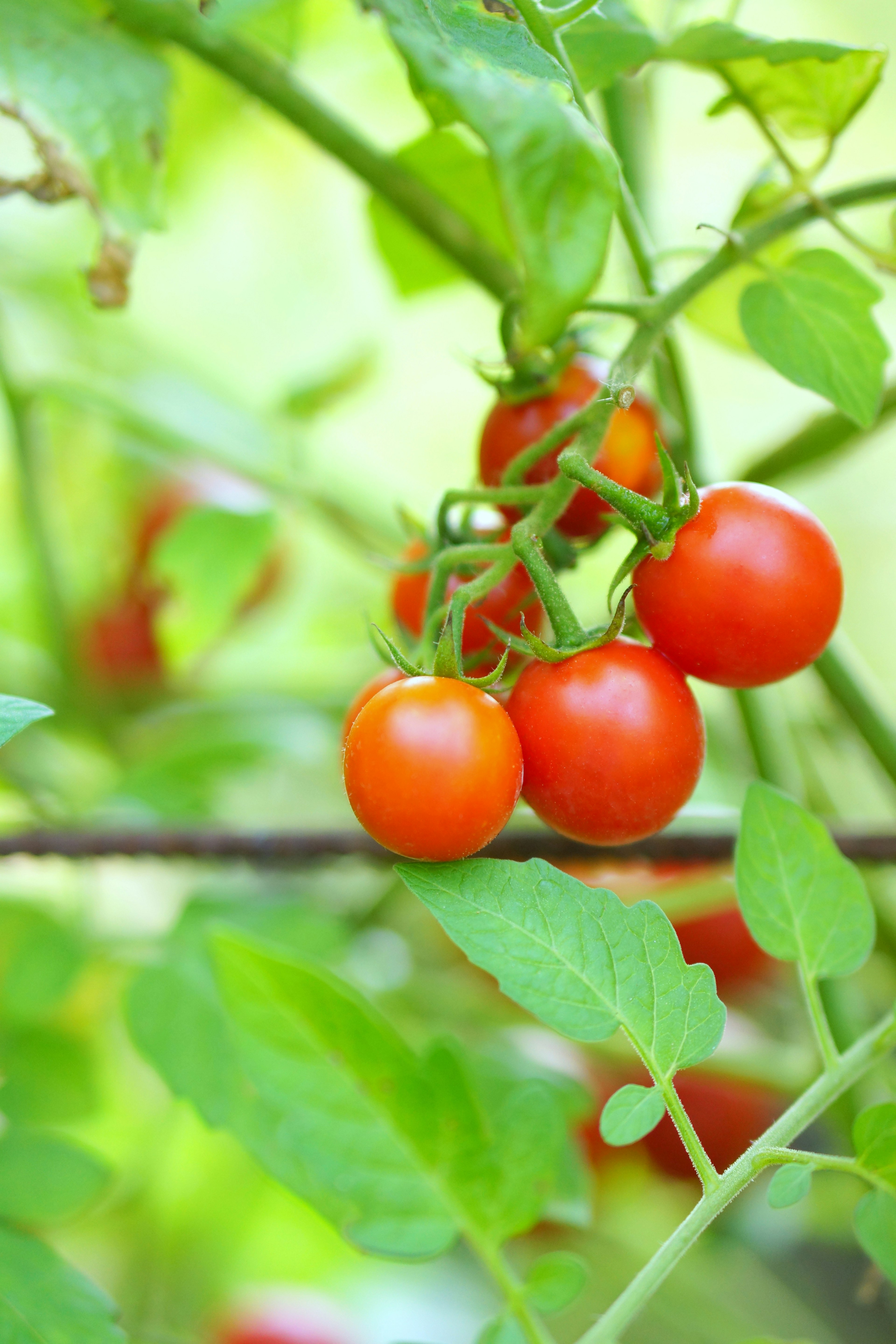 Pomodori rossi vivaci che crescono tra le foglie verdi