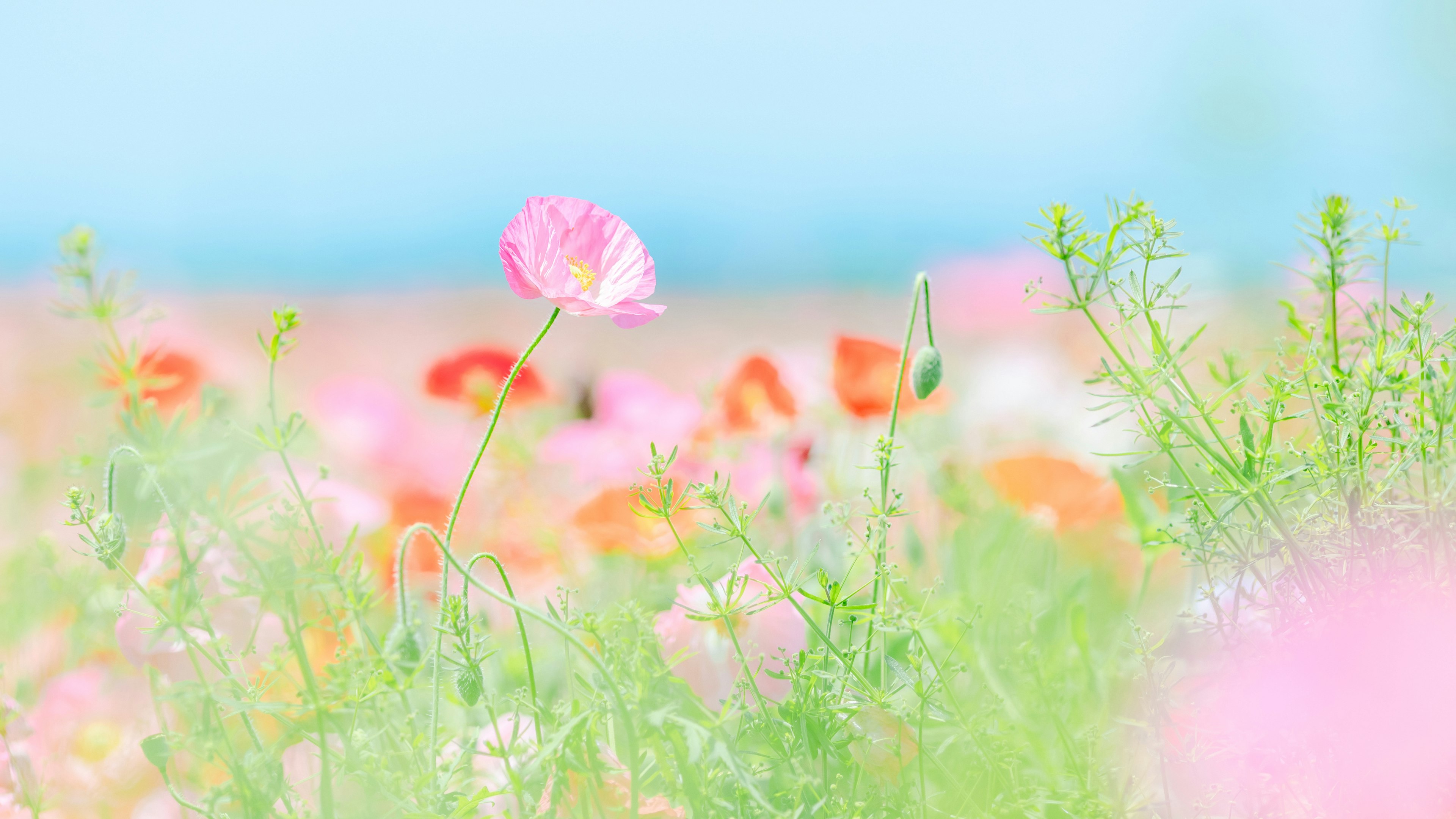 Ein lebendiges Blumenfeld mit einer auffälligen rosa Blüte