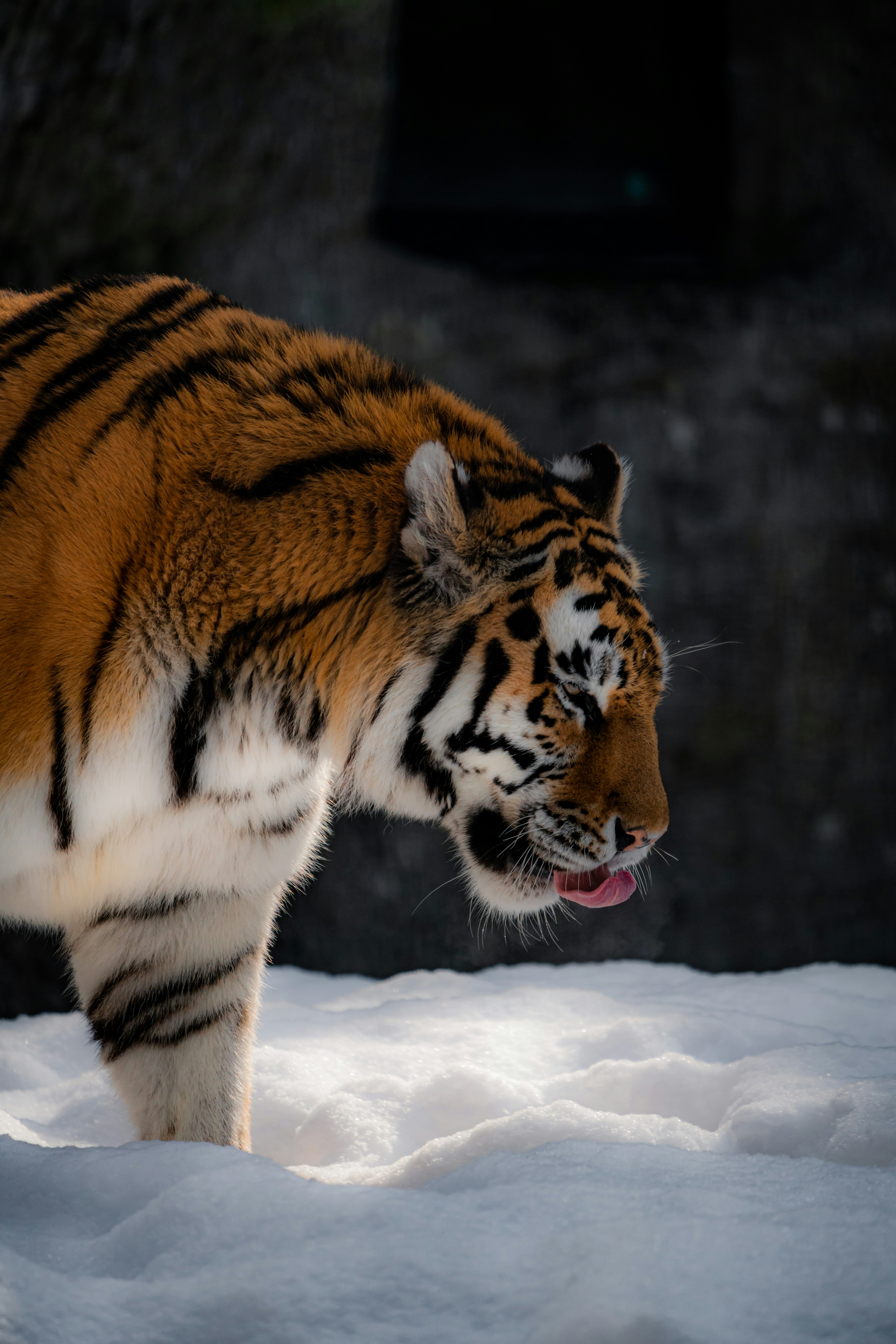 Profil eines Tigers, der auf Schnee läuft