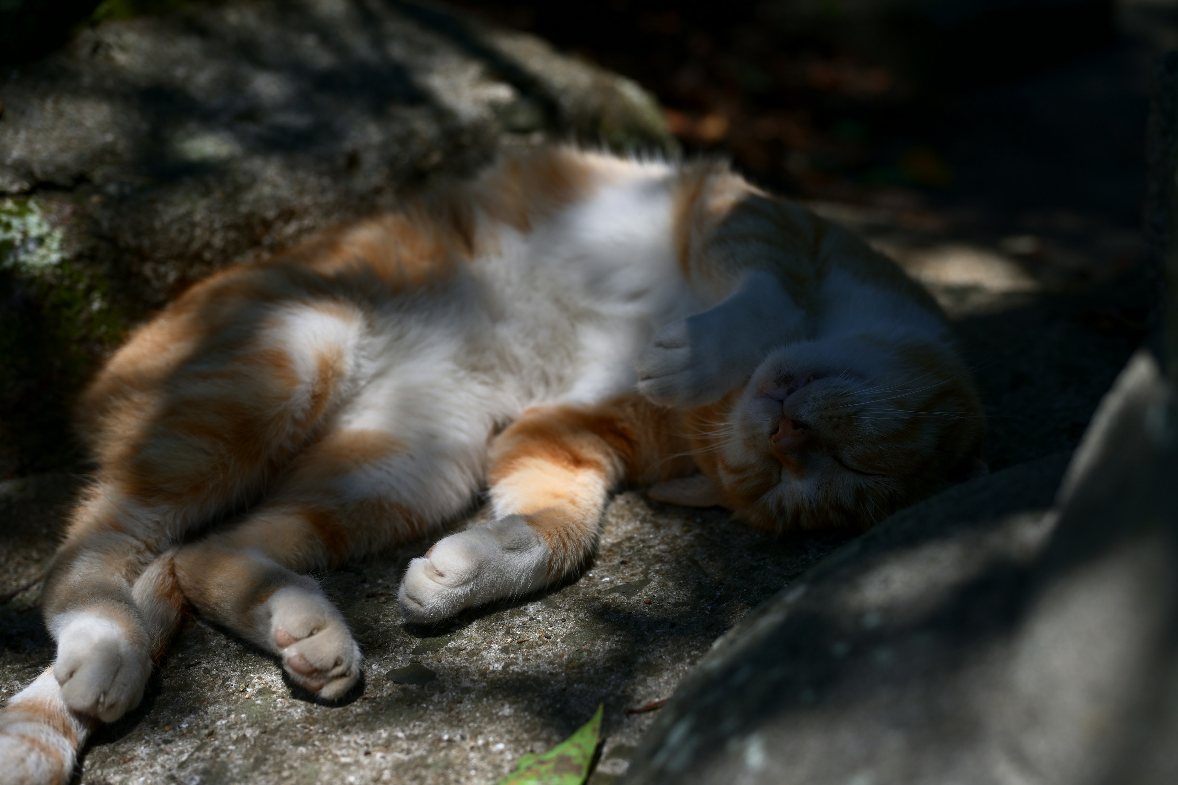 オレンジ色の猫が岩の上で寝ている様子