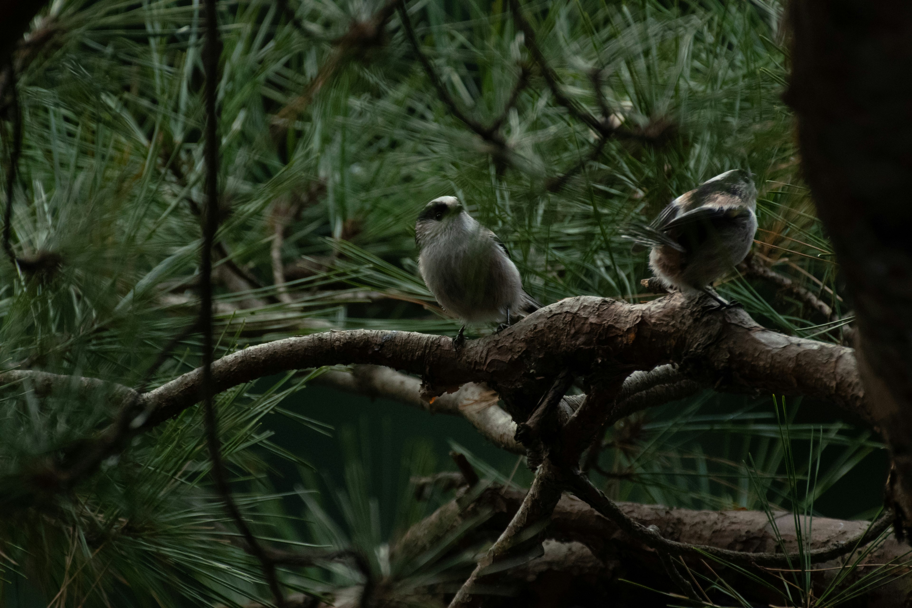 Deux petits oiseaux perchés sur une branche avec un fond vert