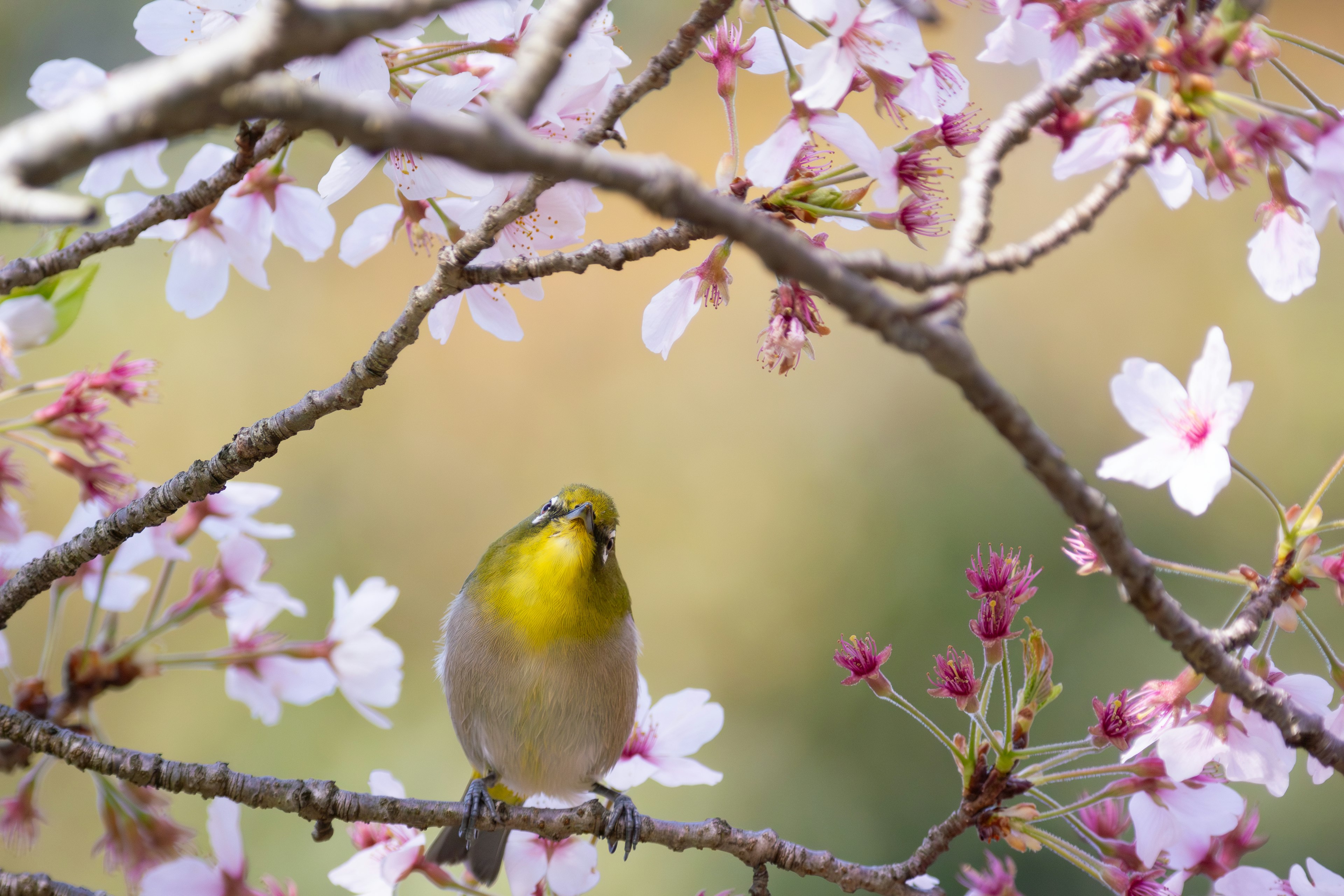 Vibrant image of a small bird among cherry blossoms