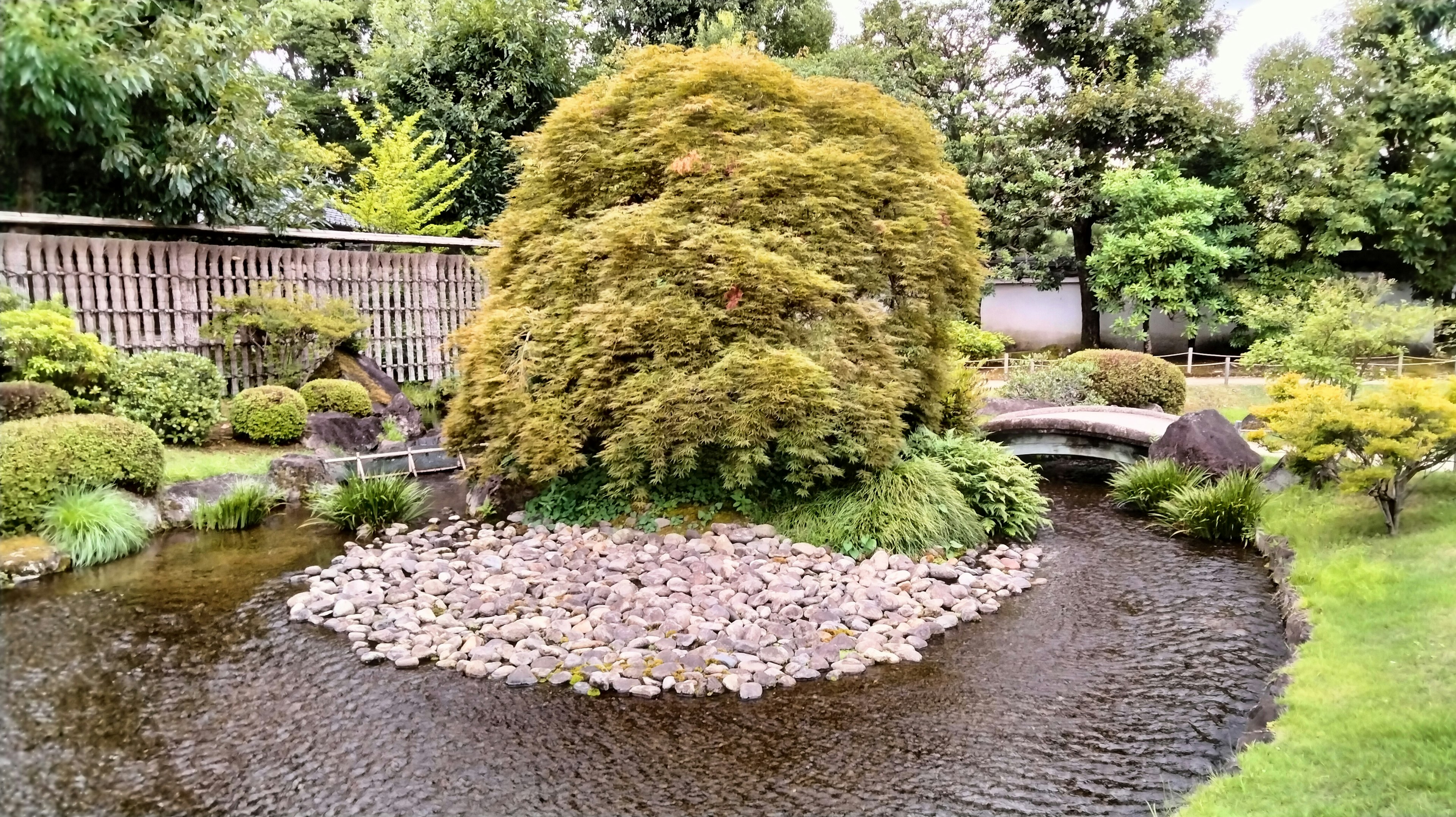 美麗的日本花園，池塘和石頭島上的綠色樹木