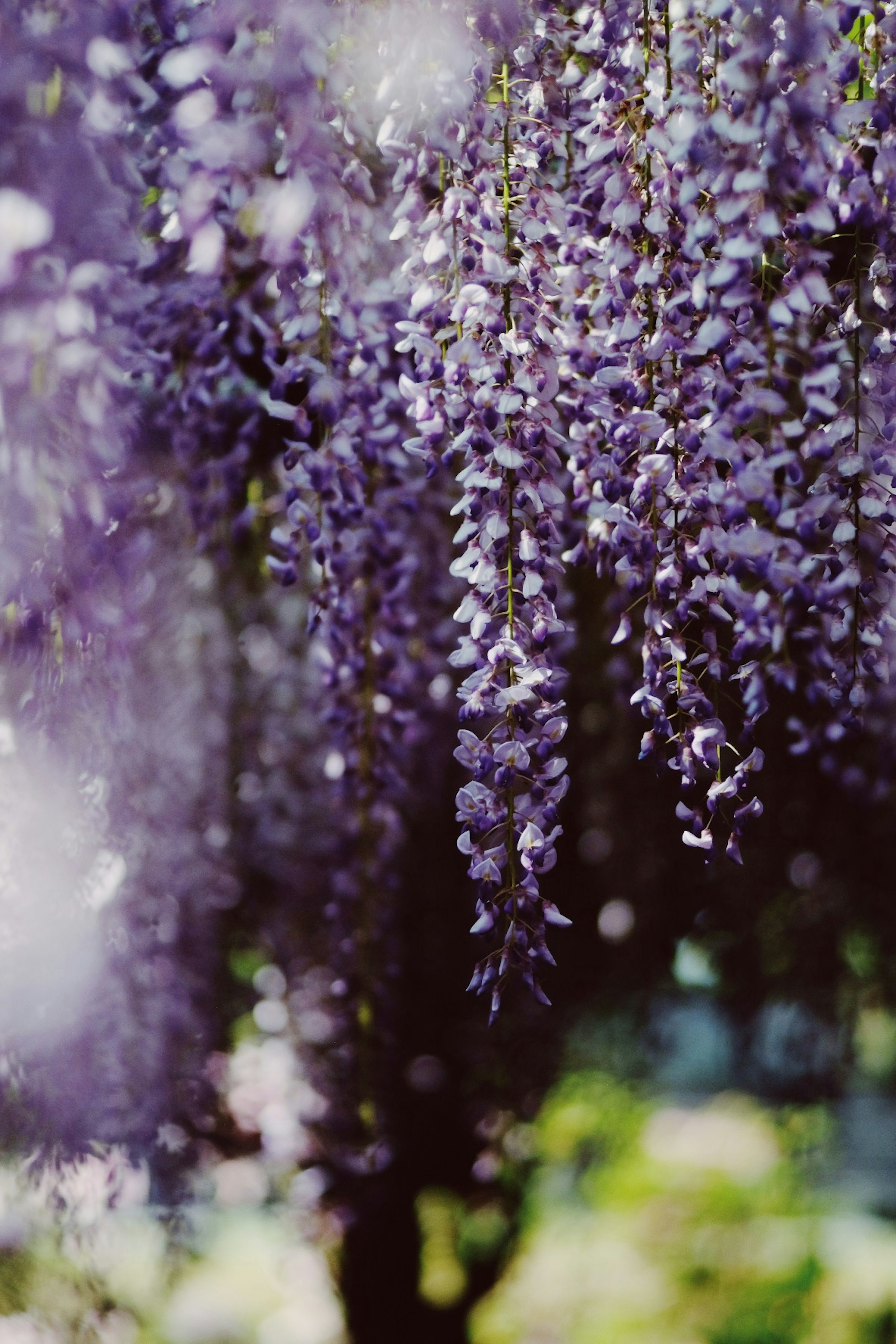 紫色の藤の花が垂れ下がっている美しい景色