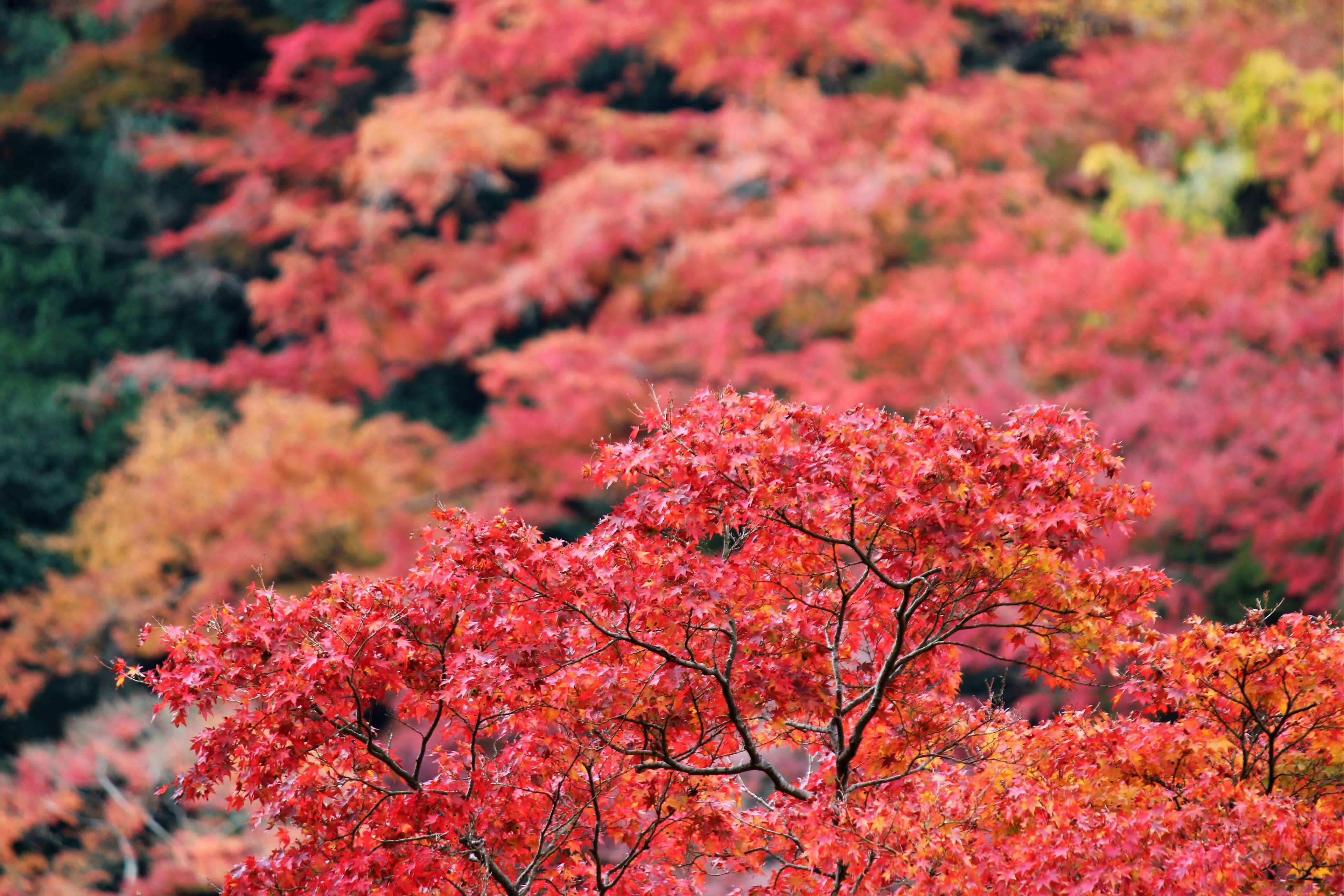 Primo piano di alberi con foglie rosse vivaci paesaggio autunnale