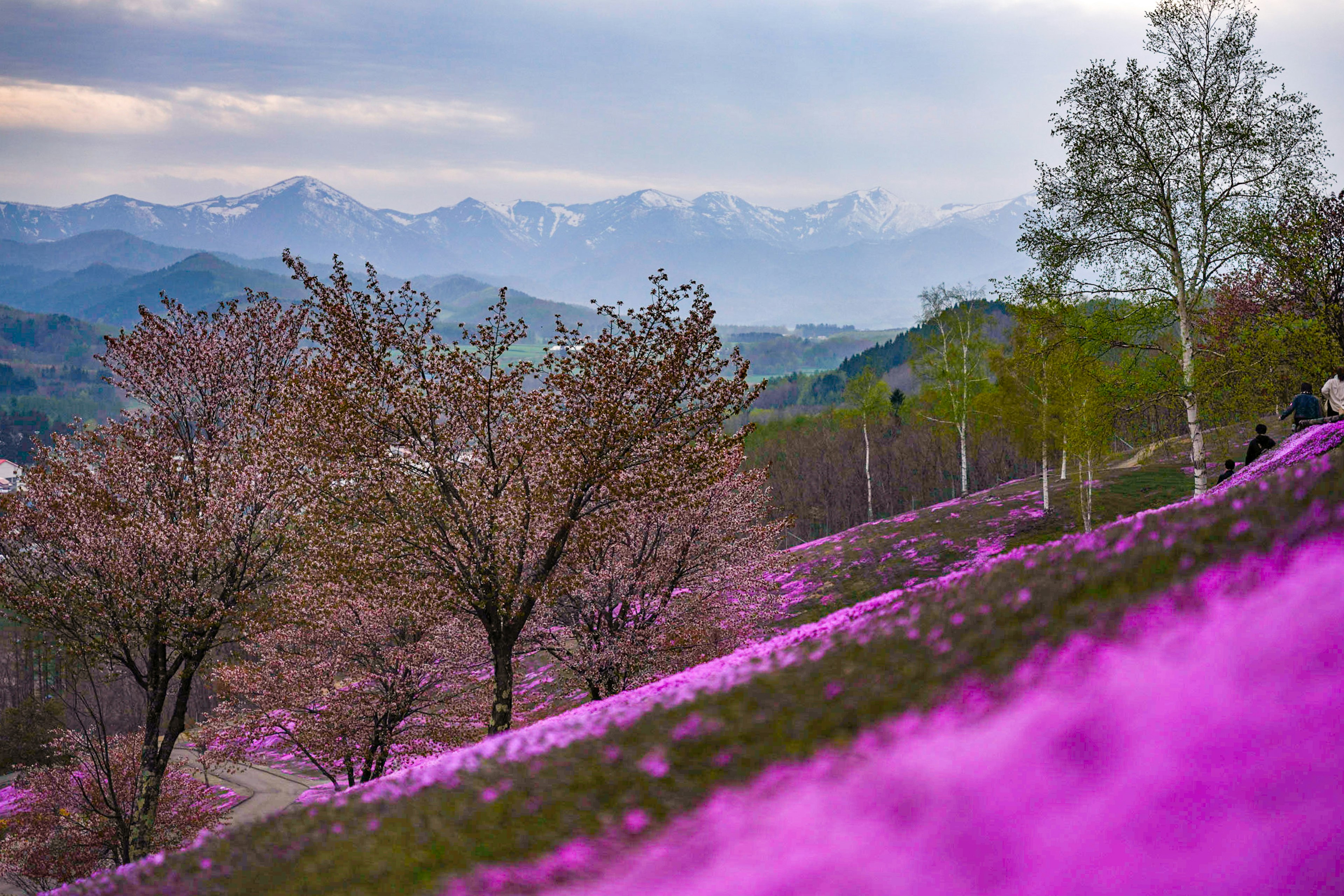 เนินเขาสีสันสดใสปกคลุมด้วยดอกไม้สีชมพูและภูเขาในระยะไกล