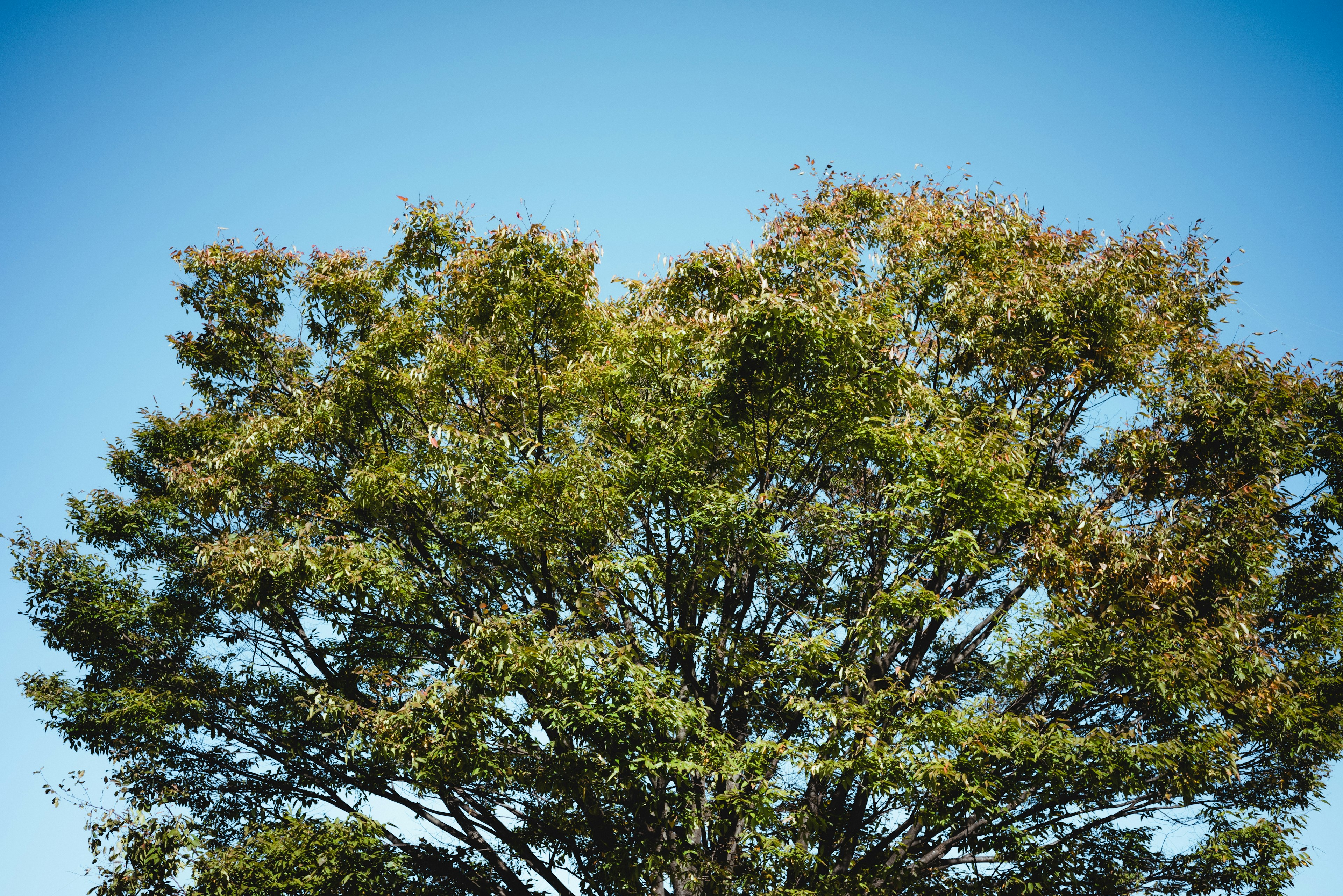 Un feuillage vert luxuriant sous un ciel bleu clair