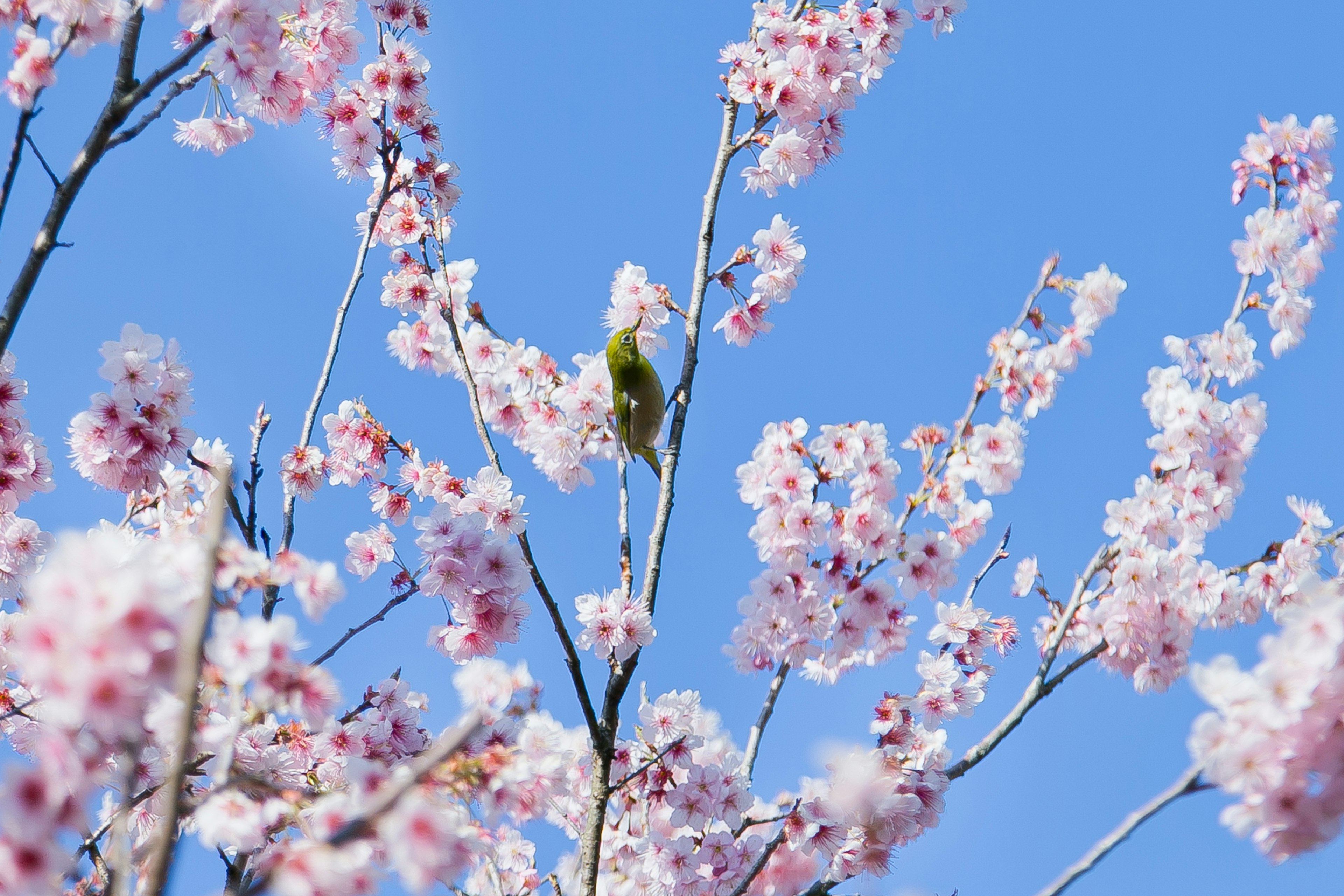 Une belle scène de cerisiers en fleurs et un petit oiseau sous un ciel bleu