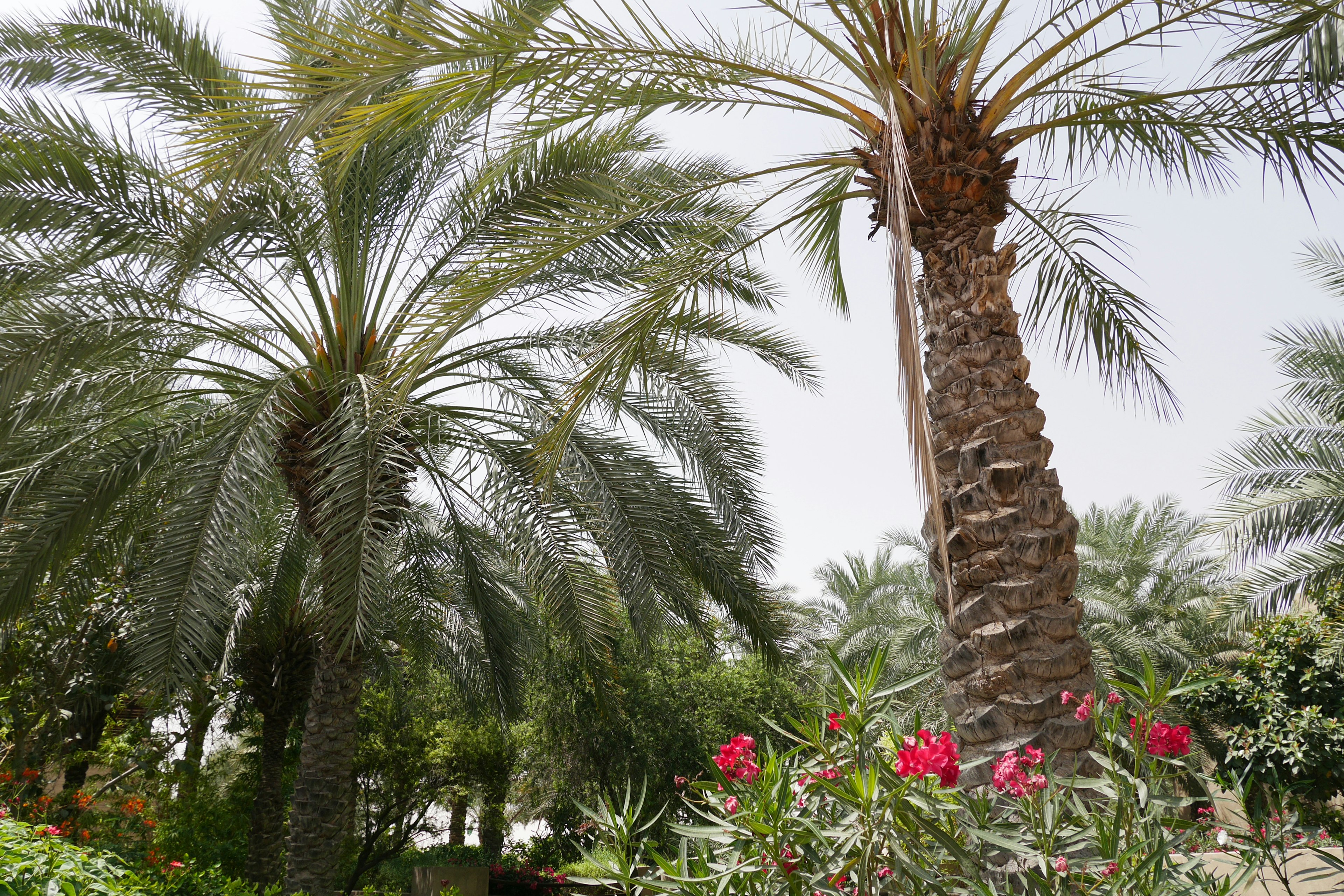 Üppige Palmen und lebhafte Blumen in einem Garten