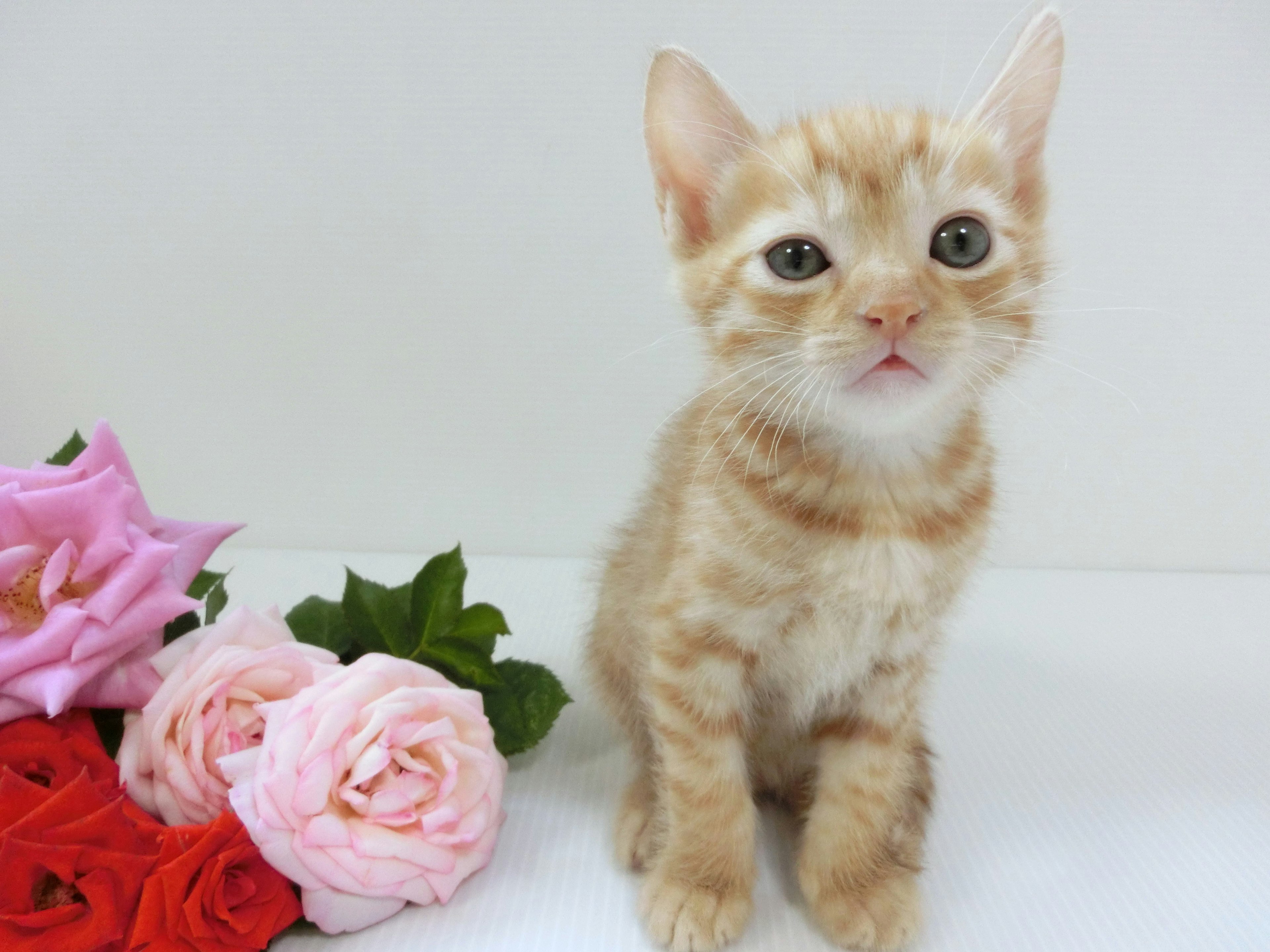 Kucing oranye duduk di samping mawar merah muda dan merah