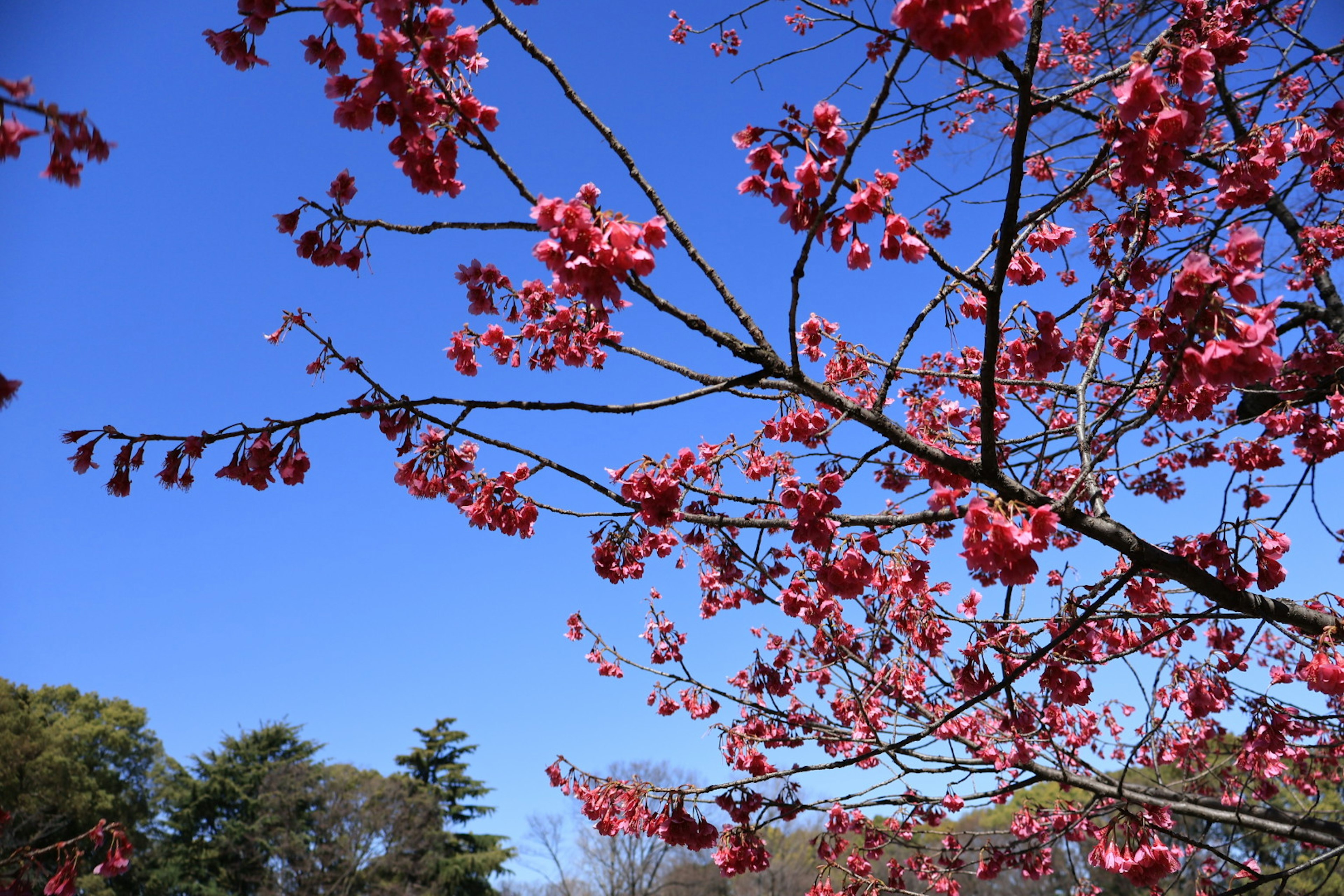 Zweige von Kirschblüten vor einem klaren blauen Himmel