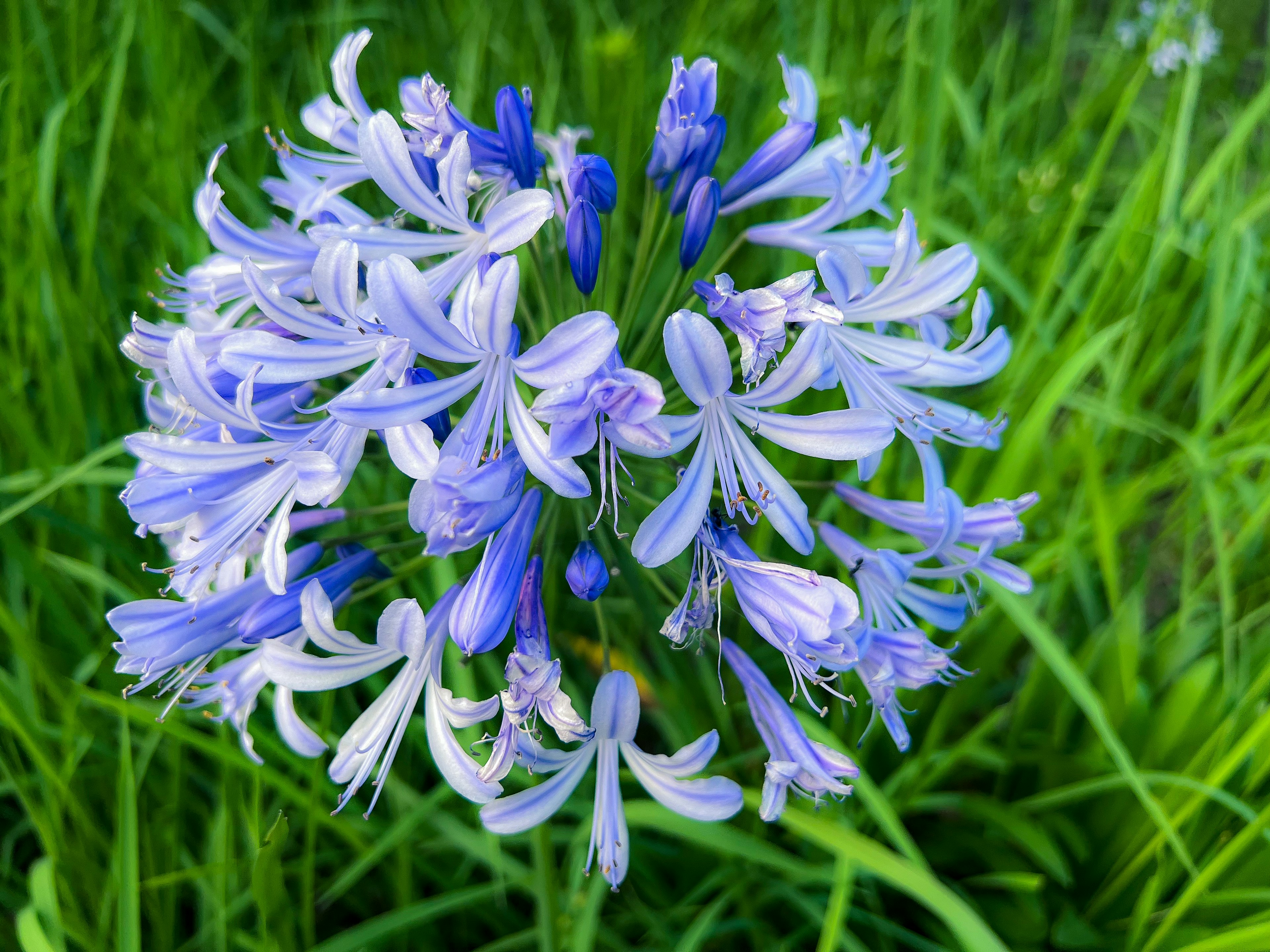 Un grupo de flores azul-púrpura rodeadas de hierba verde