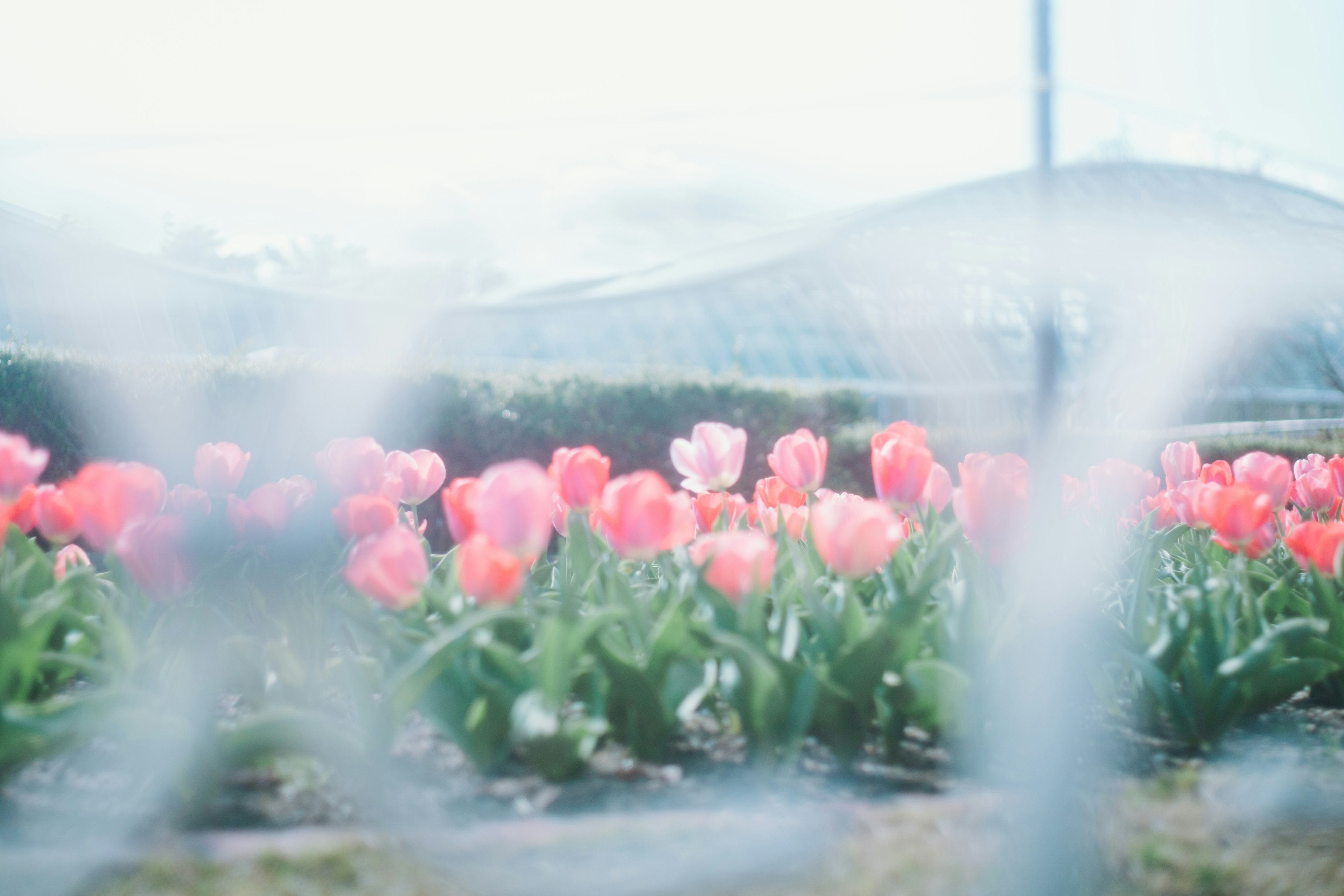 Blurry background with colorful tulips in bloom