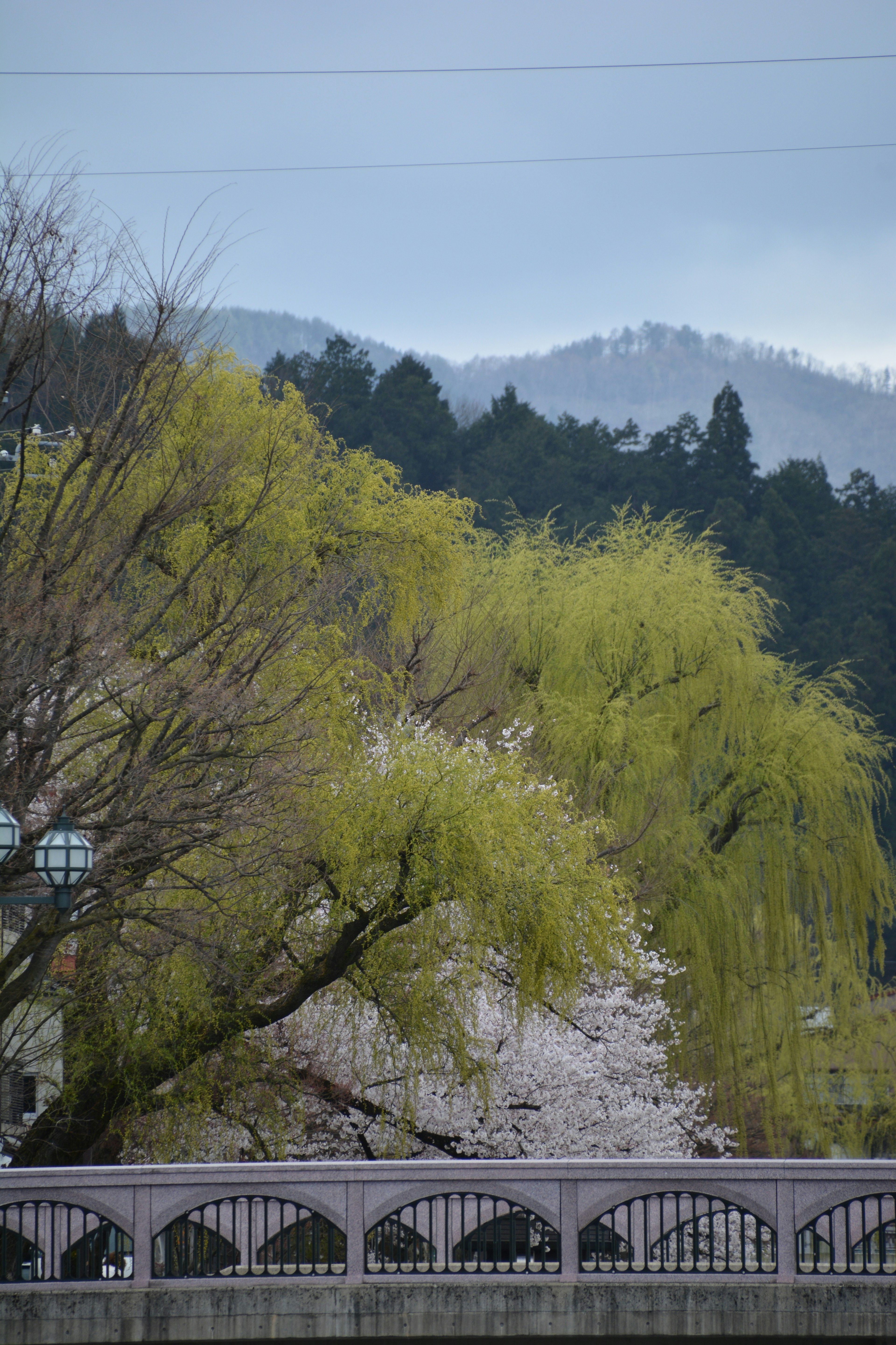 緑の柳と桜の花が咲く風景 背景には山々が見える