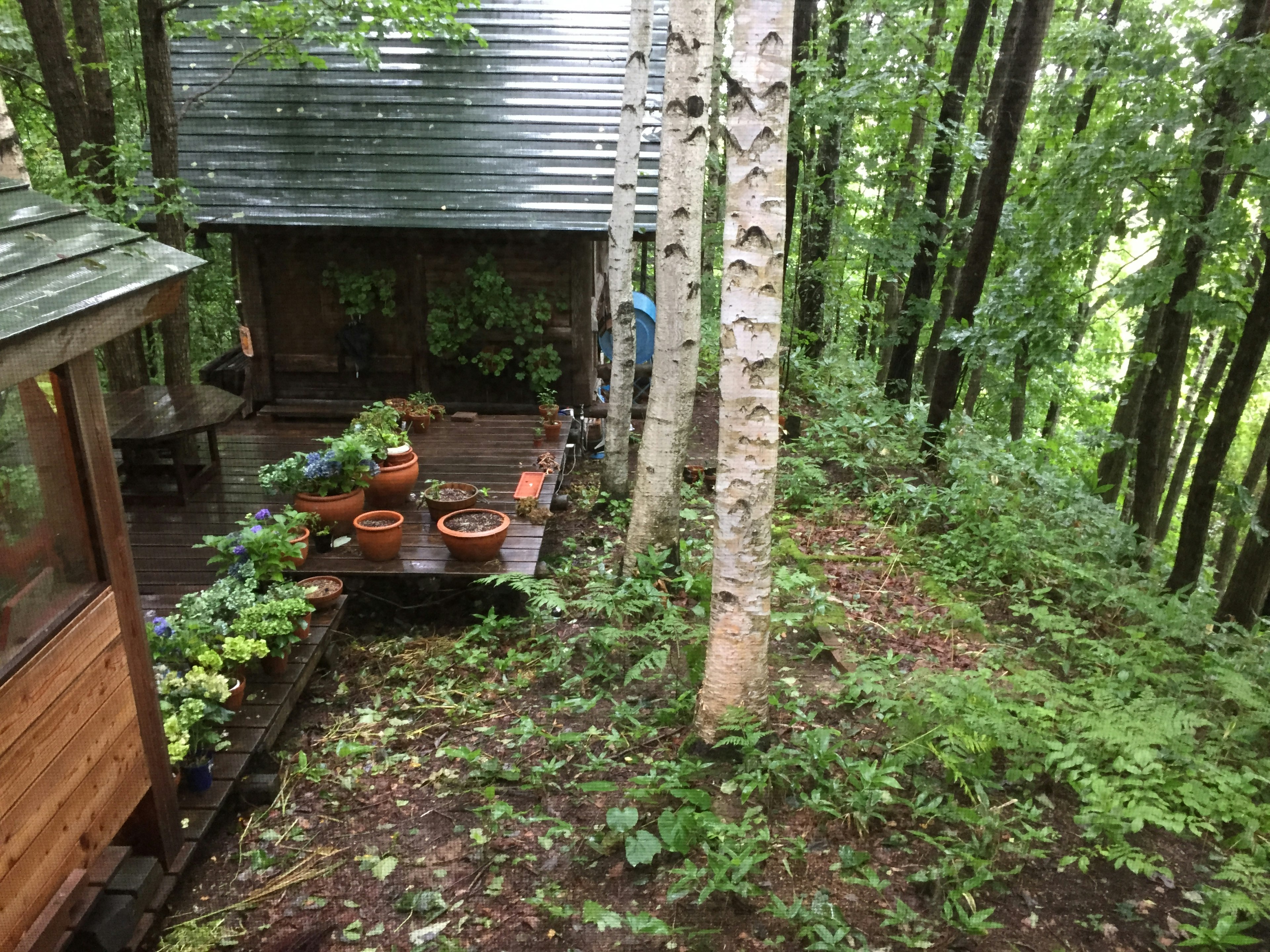 Cabin nestled in the woods with a table of plants