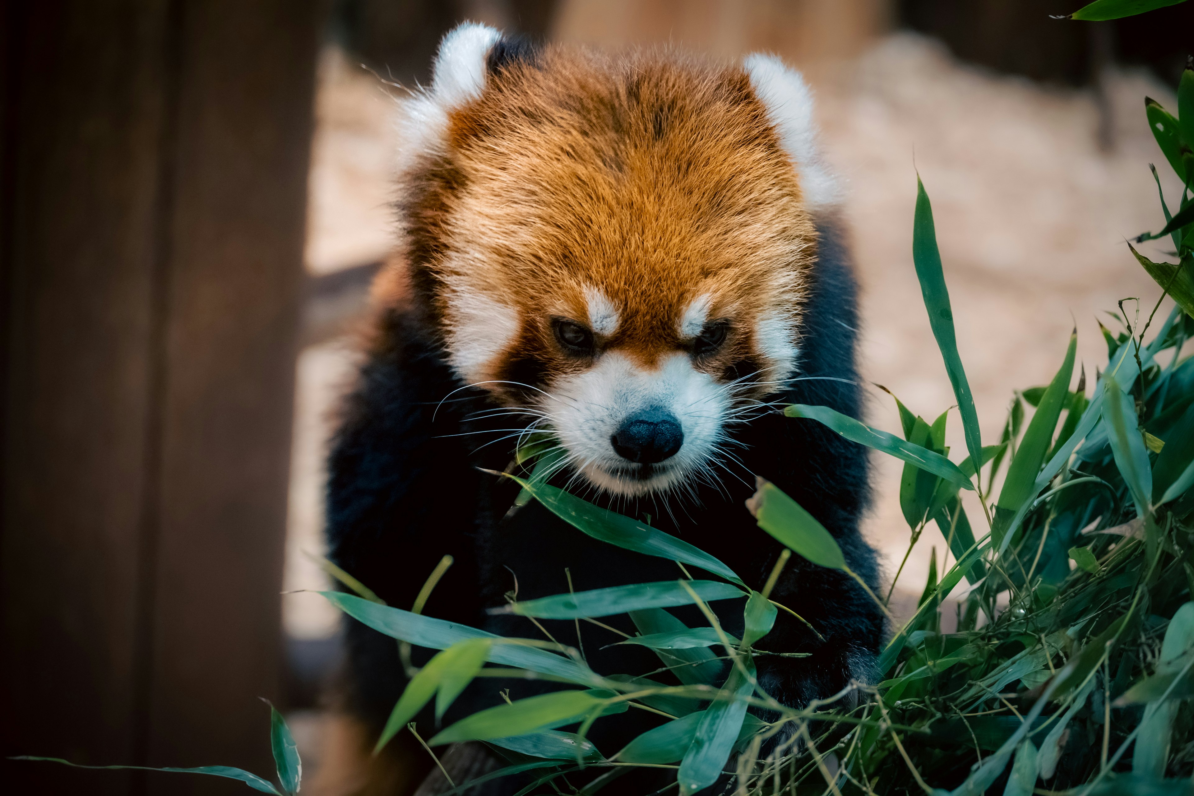 Seekor panda merah muda sedang makan bambu