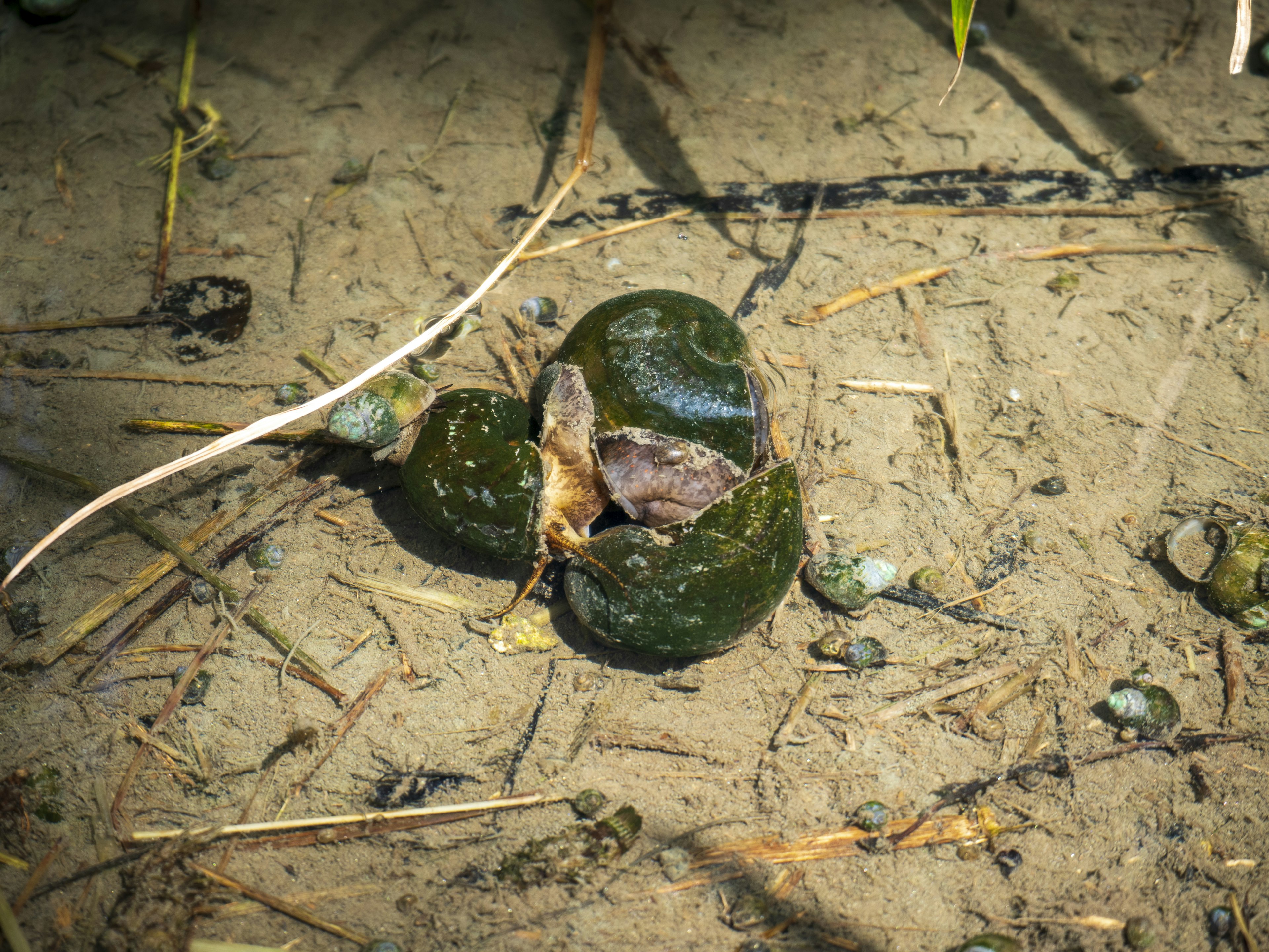 A turtle resting on muddy ground near water with grass in the background