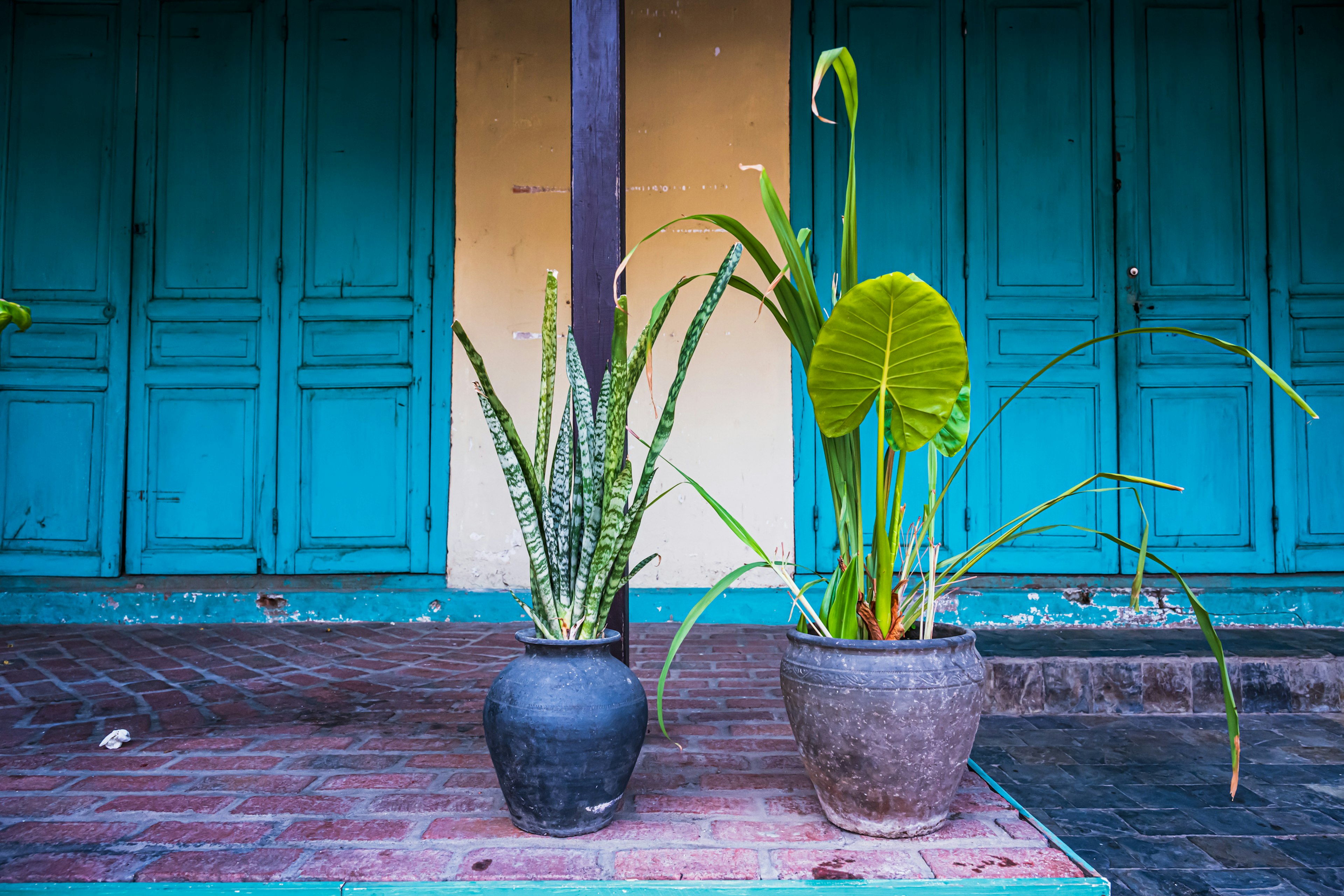 Deux plantes en pot devant des portes turquoise avec un sol rustique