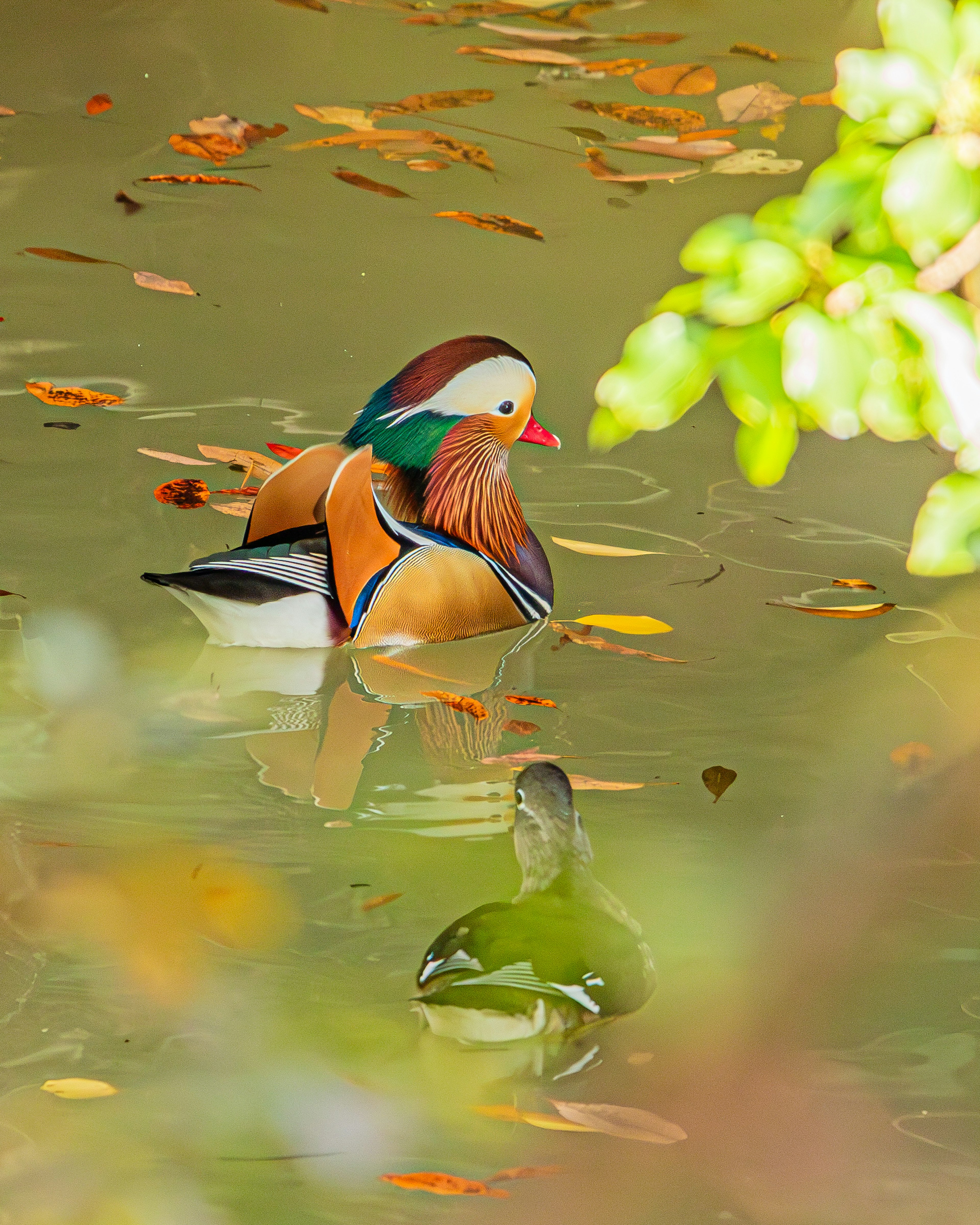 Mandarinenente schwimmt auf dem Wasser mit einer nahegelegenen Stockente