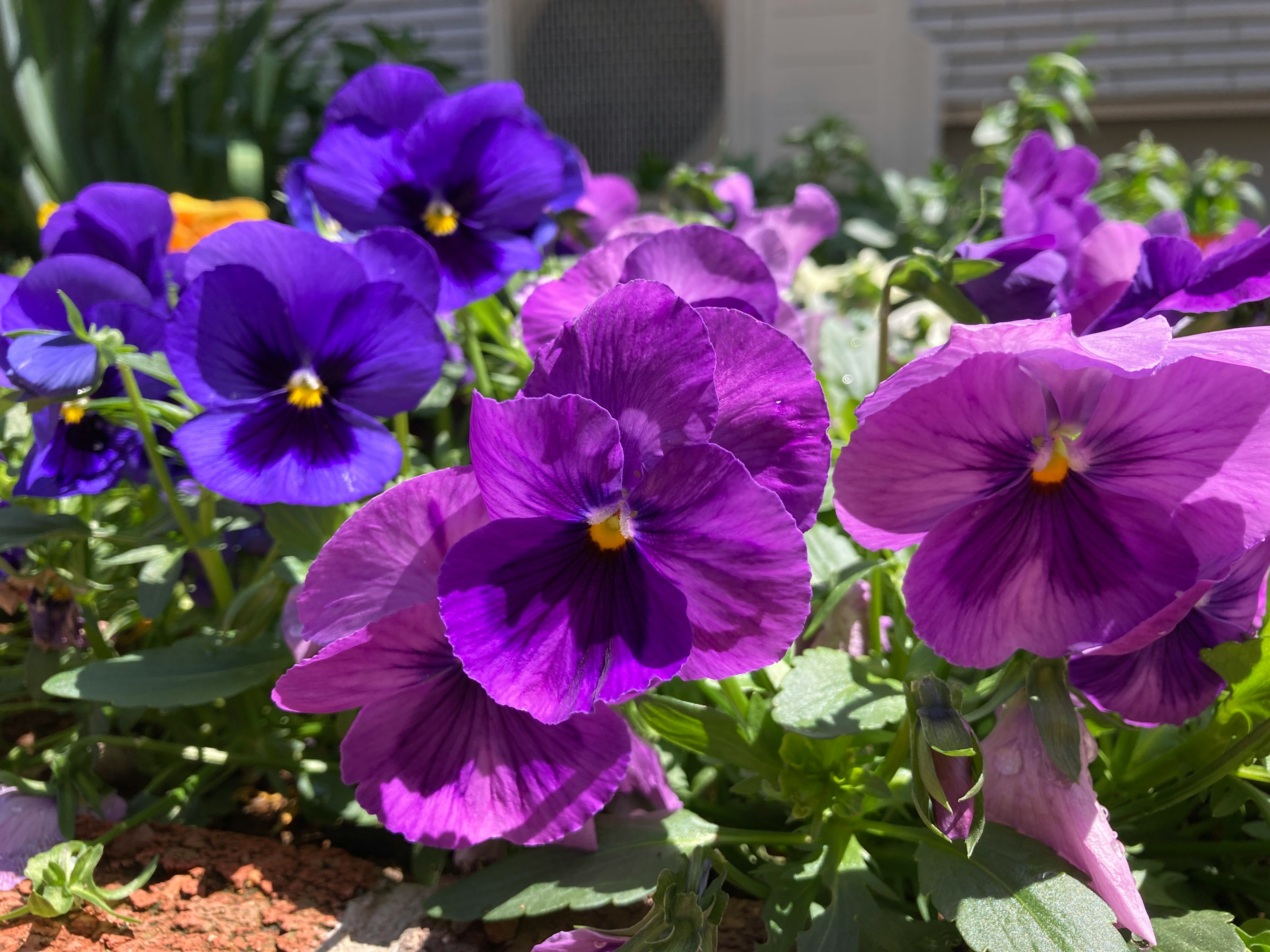 Close-up of purple pansies blooming in a garden