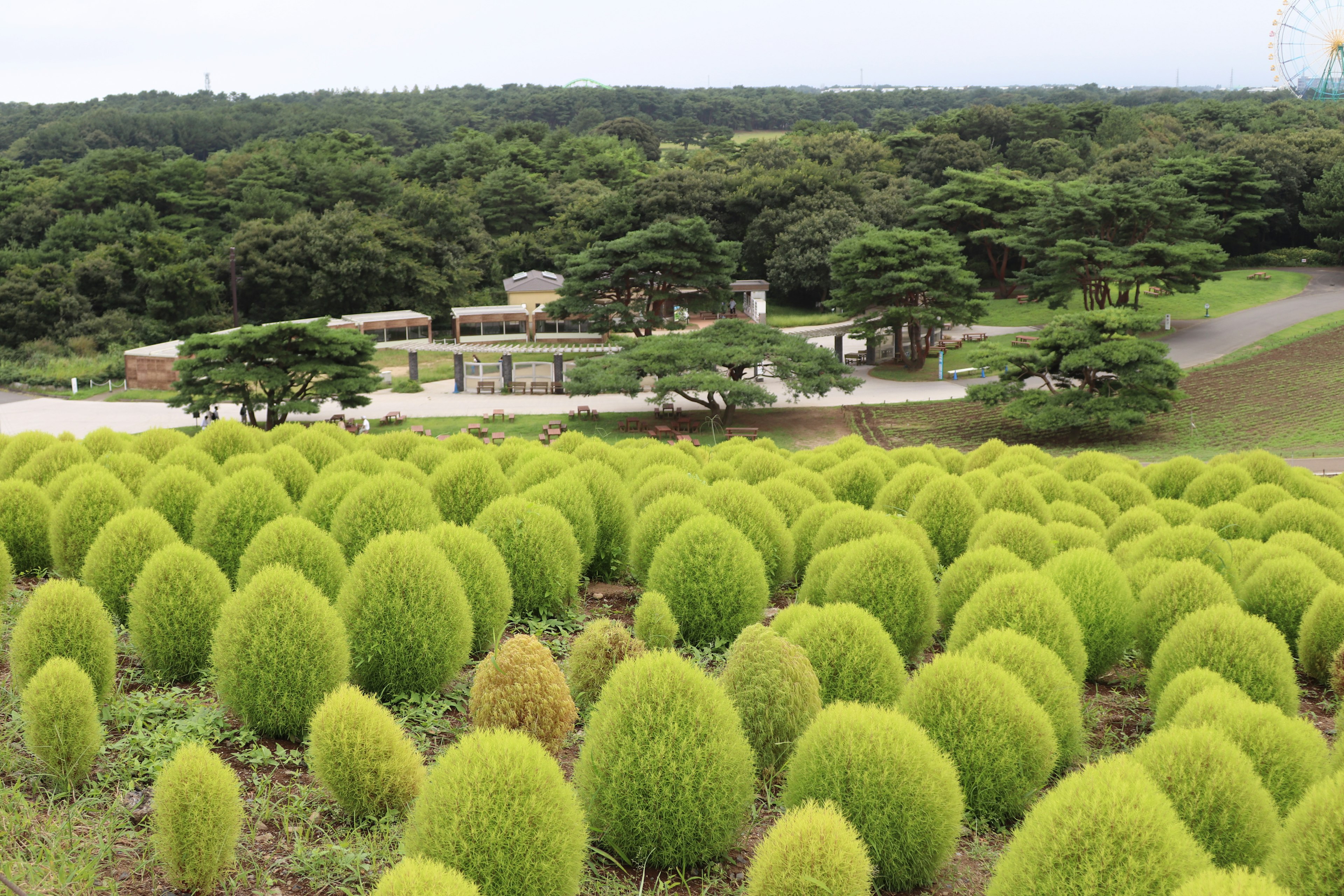 緑色の丸い植物が広がる丘陵とその背後にある森林の風景