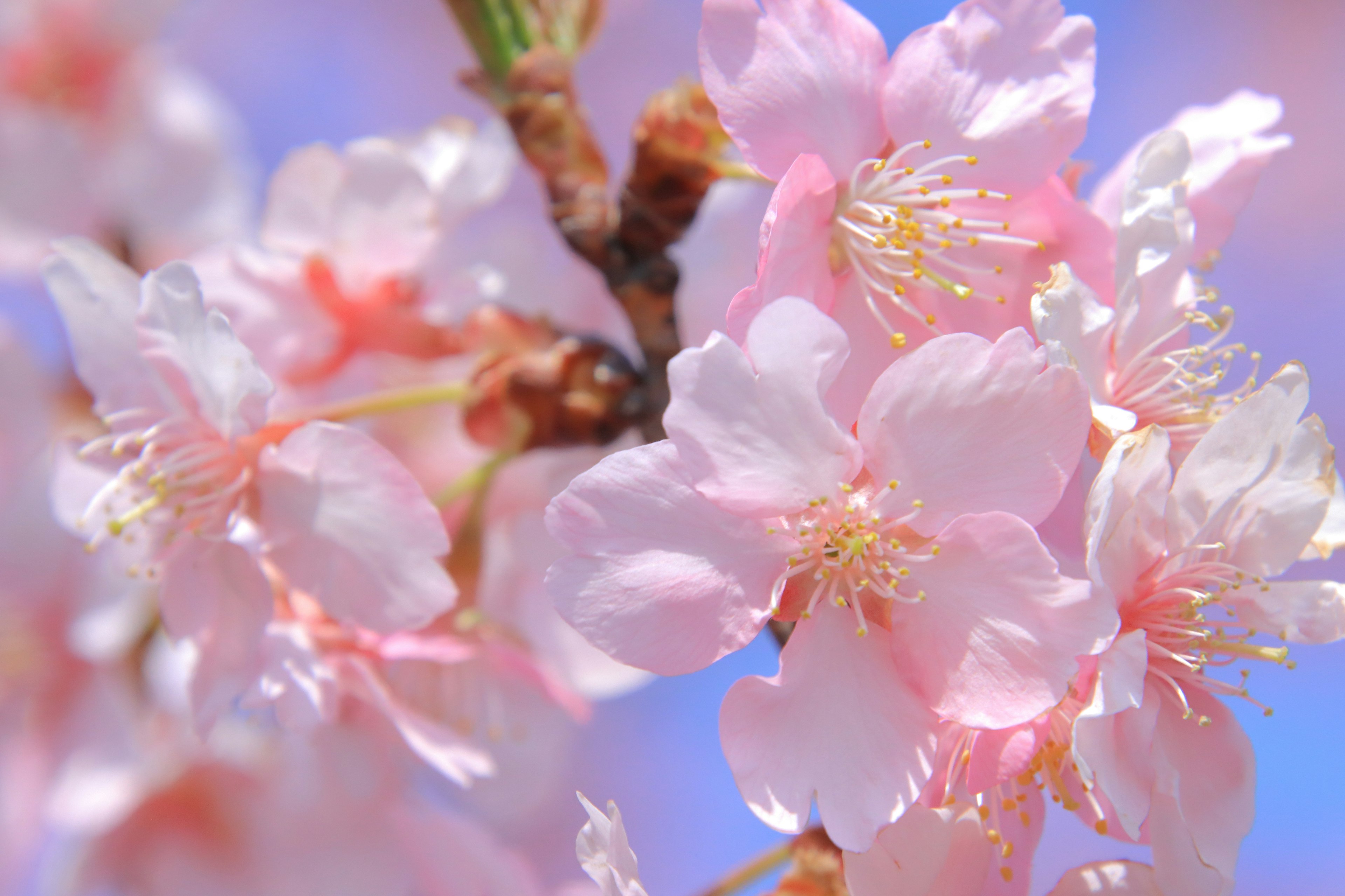 薄いピンクの桜の花が青空の下で咲いている