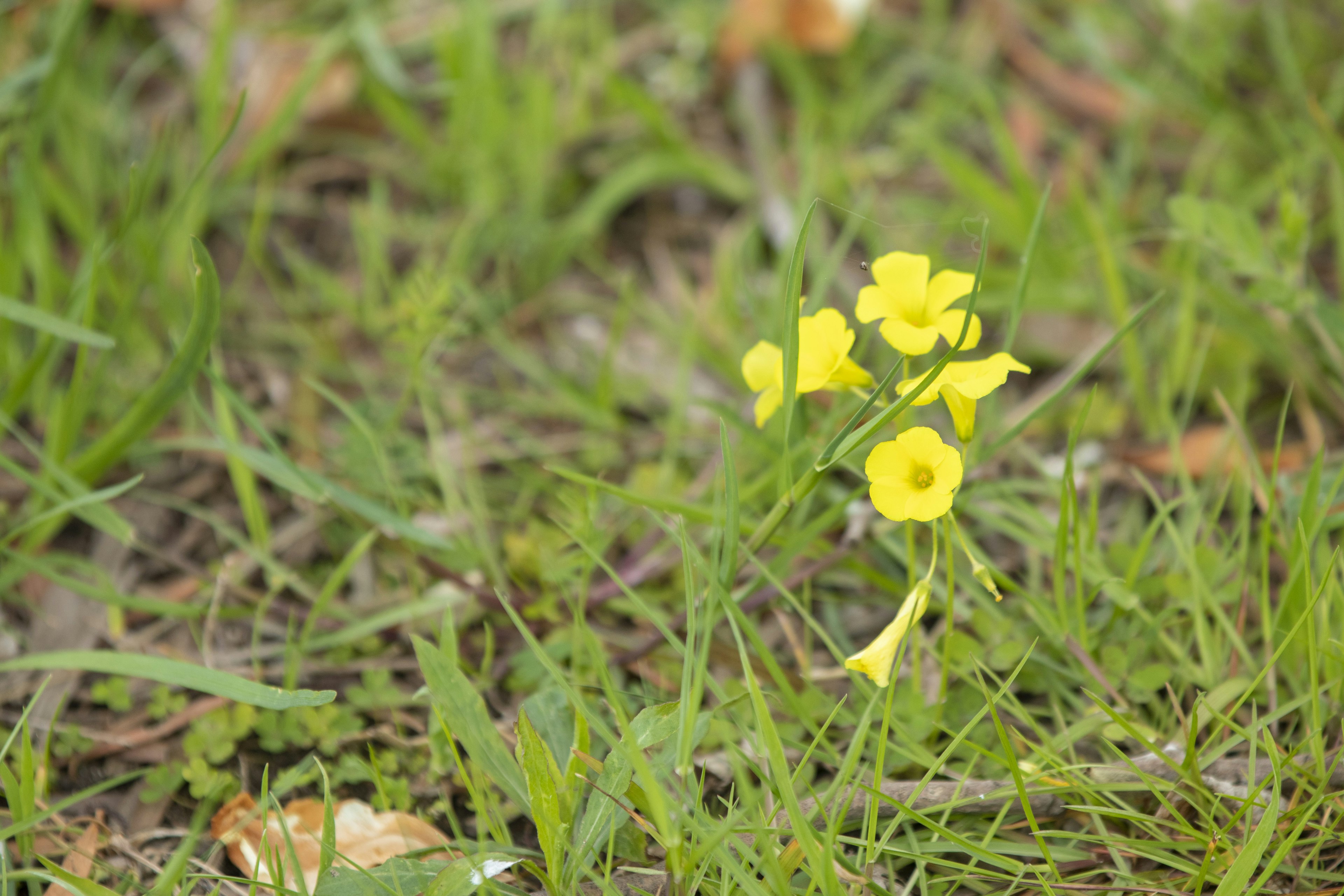 Bunga kuning kecil mekar di antara rumput hijau