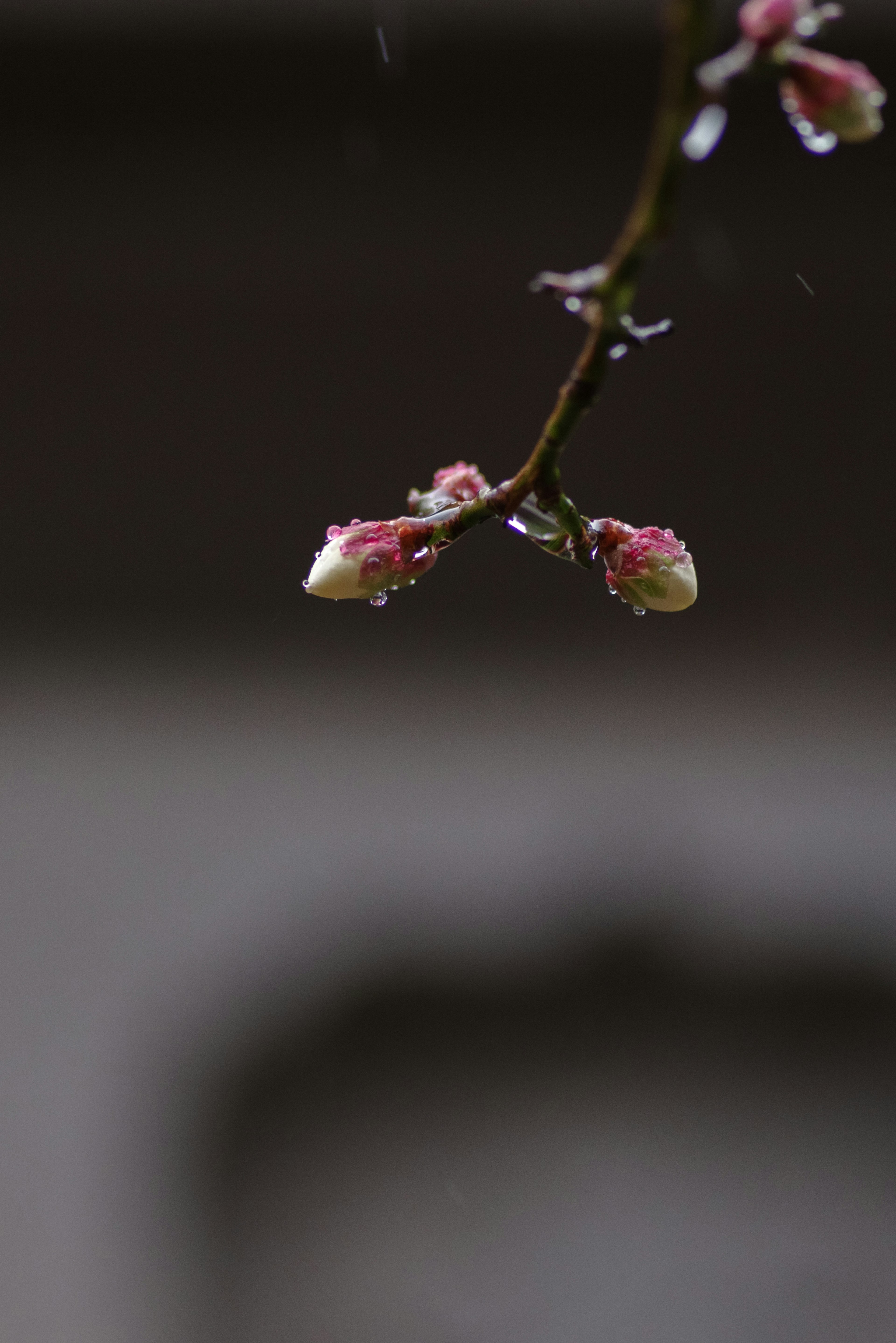 Bourgeons de cerisier sur une branche couverte de gouttes de pluie