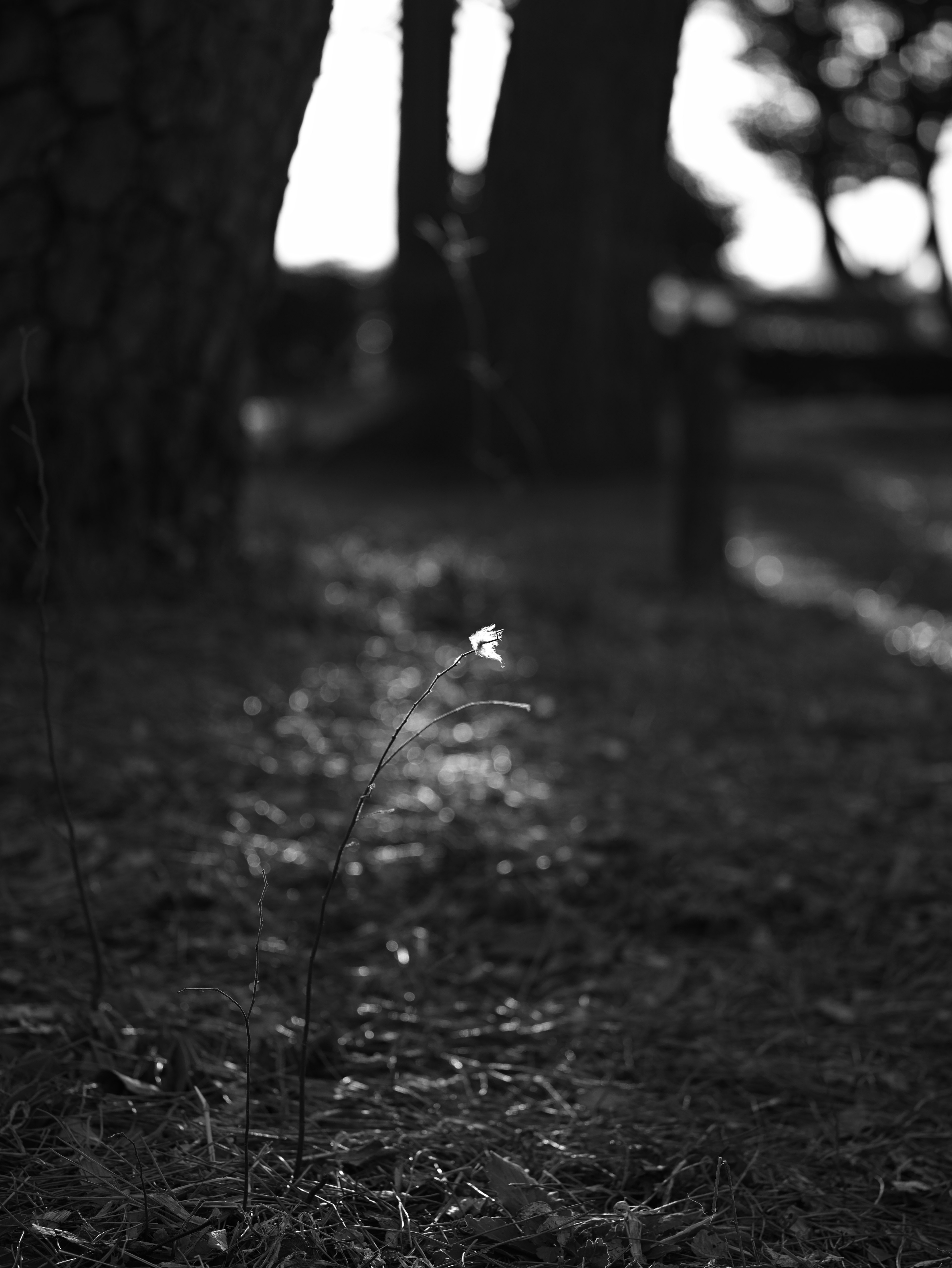 Paesaggio in bianco e nero con luci e ombre tra gli alberi