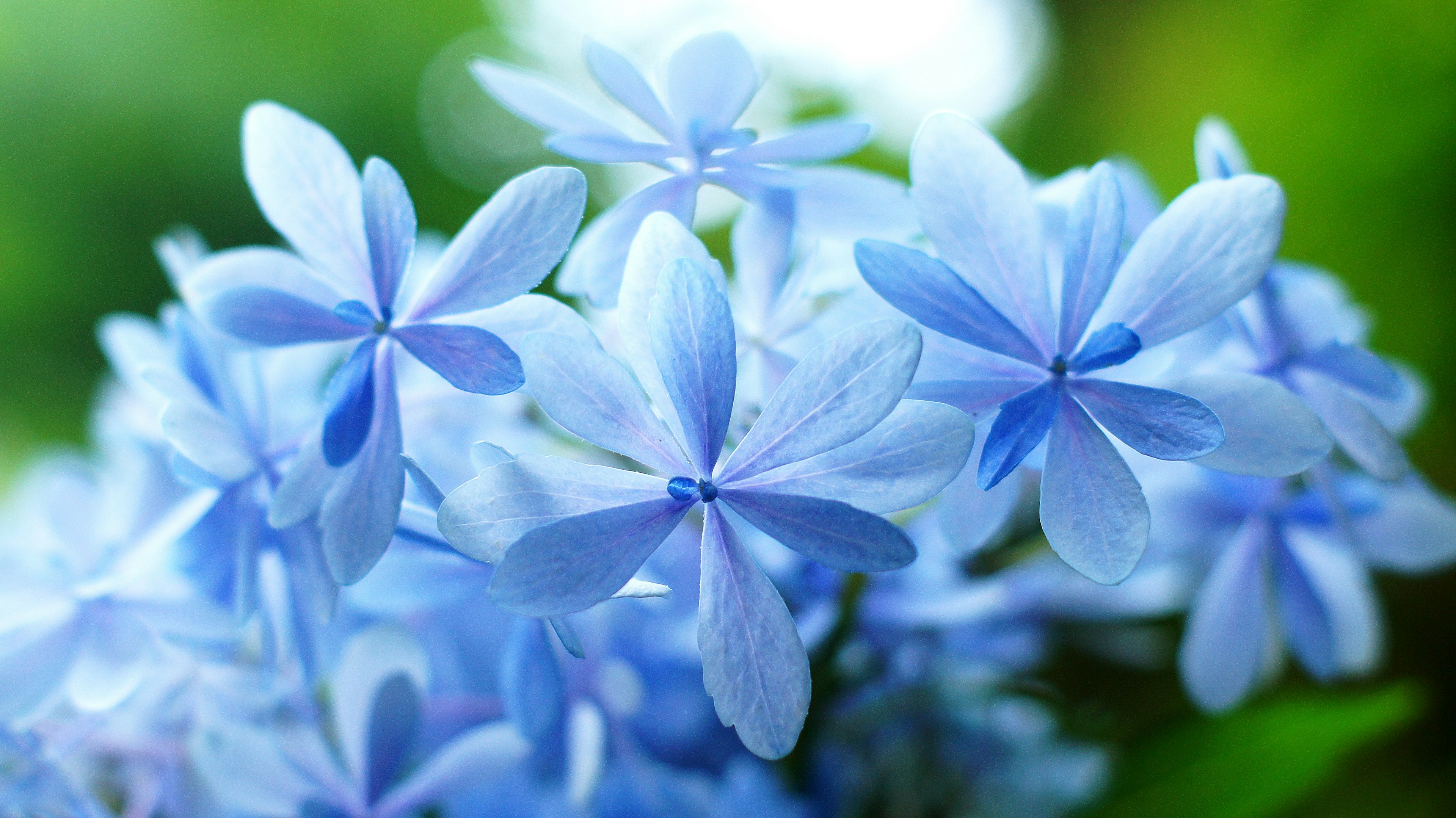 Nahaufnahme von hellblauen Blumen mit sanften Blütenblättern vor einem grünen Blatt-Hintergrund