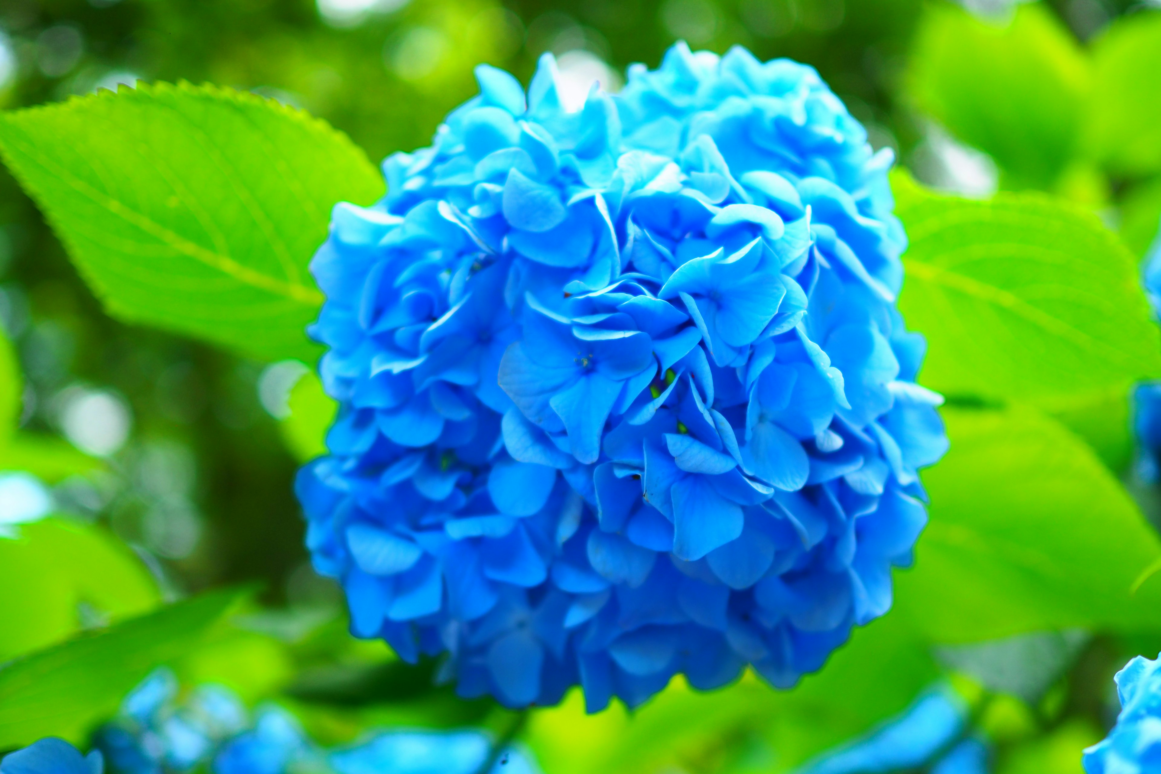 Blue hydrangea flower with green leaves