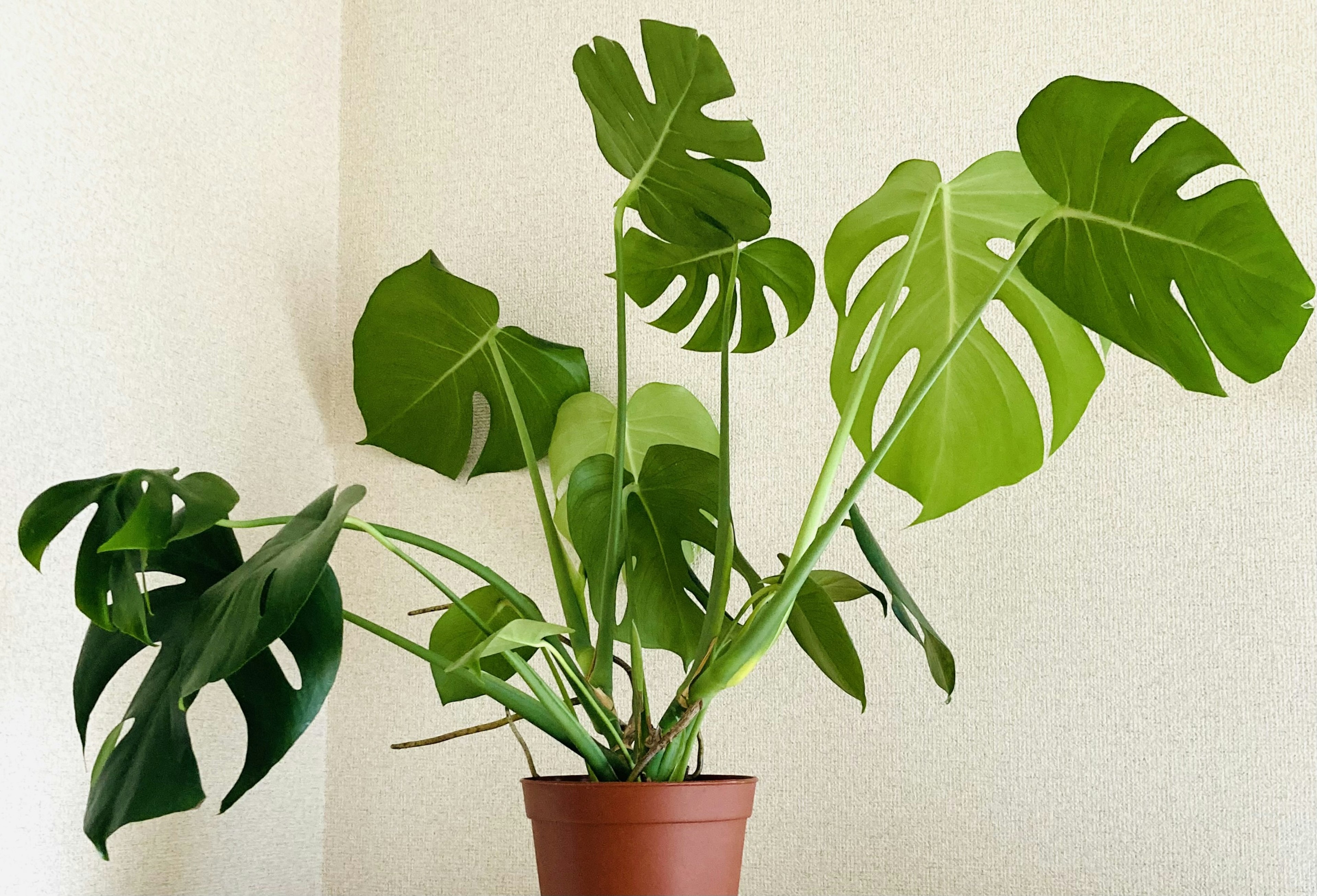 A potted Monstera plant with large green leaves