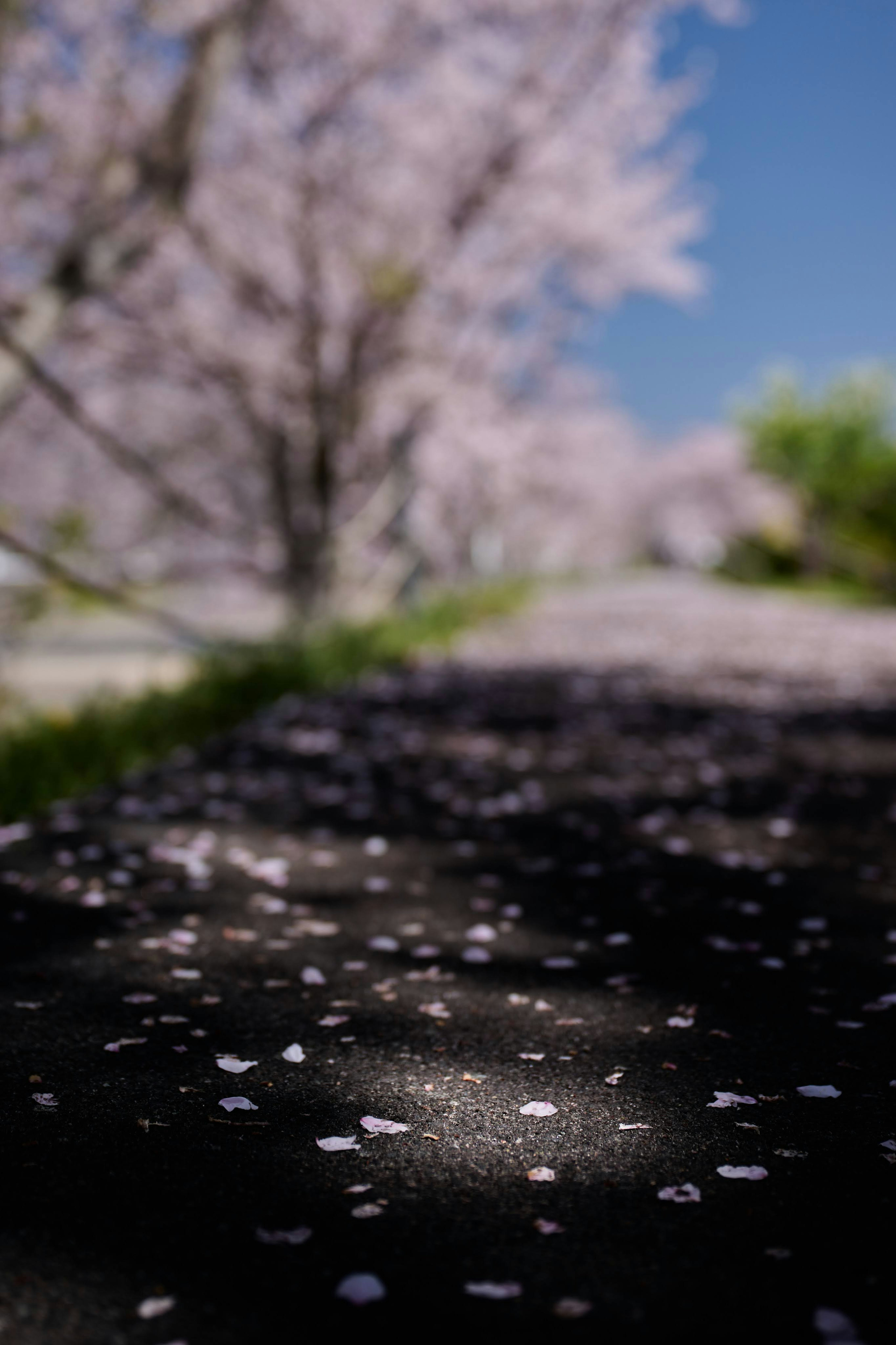 Sentiero coperto di petali di ciliegio e alberi di ciliegio sullo sfondo