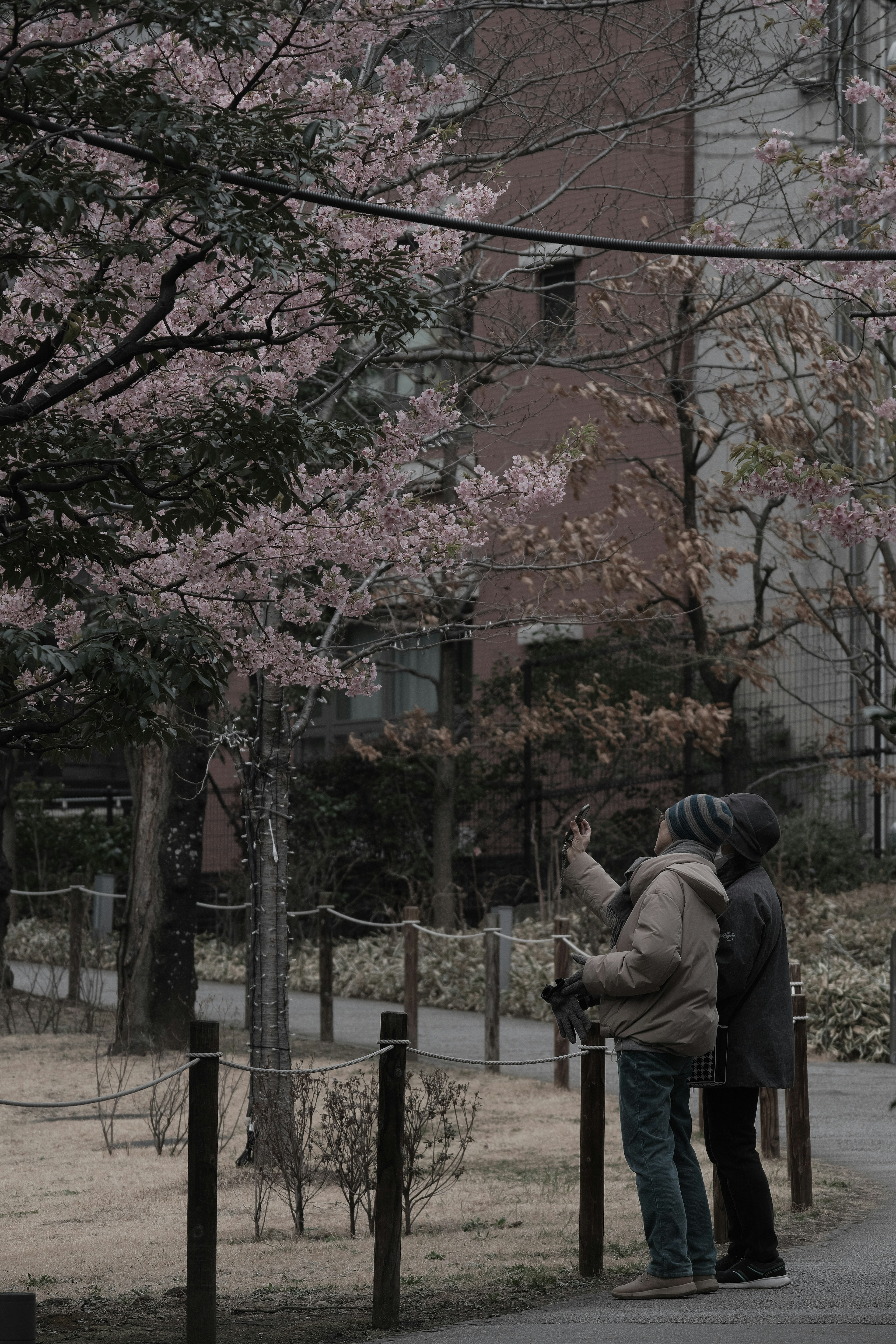 桜の花を見上げる二人の人間 近くの木々と建物が見える