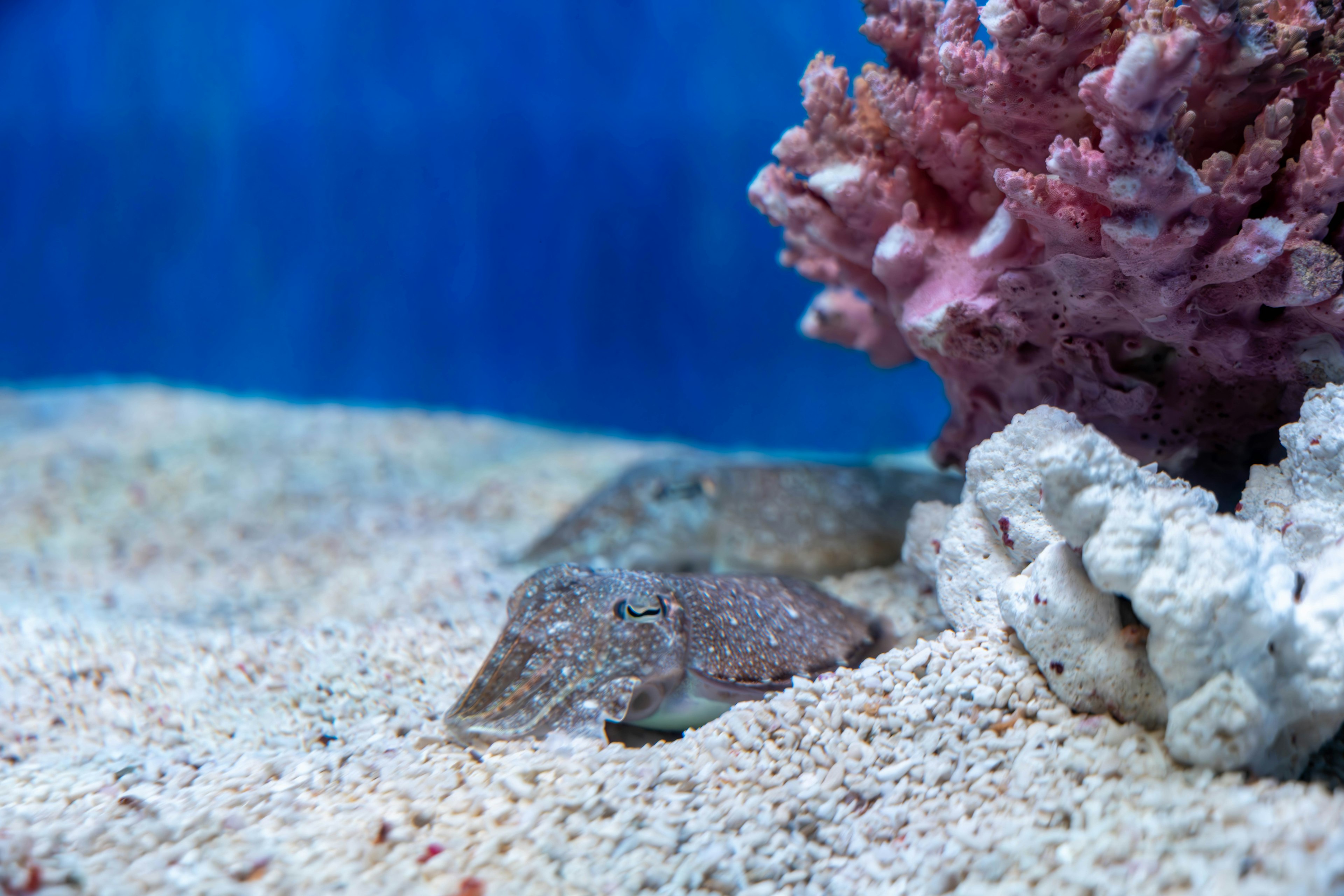 A type of turtle resting on the sand near coral reefs