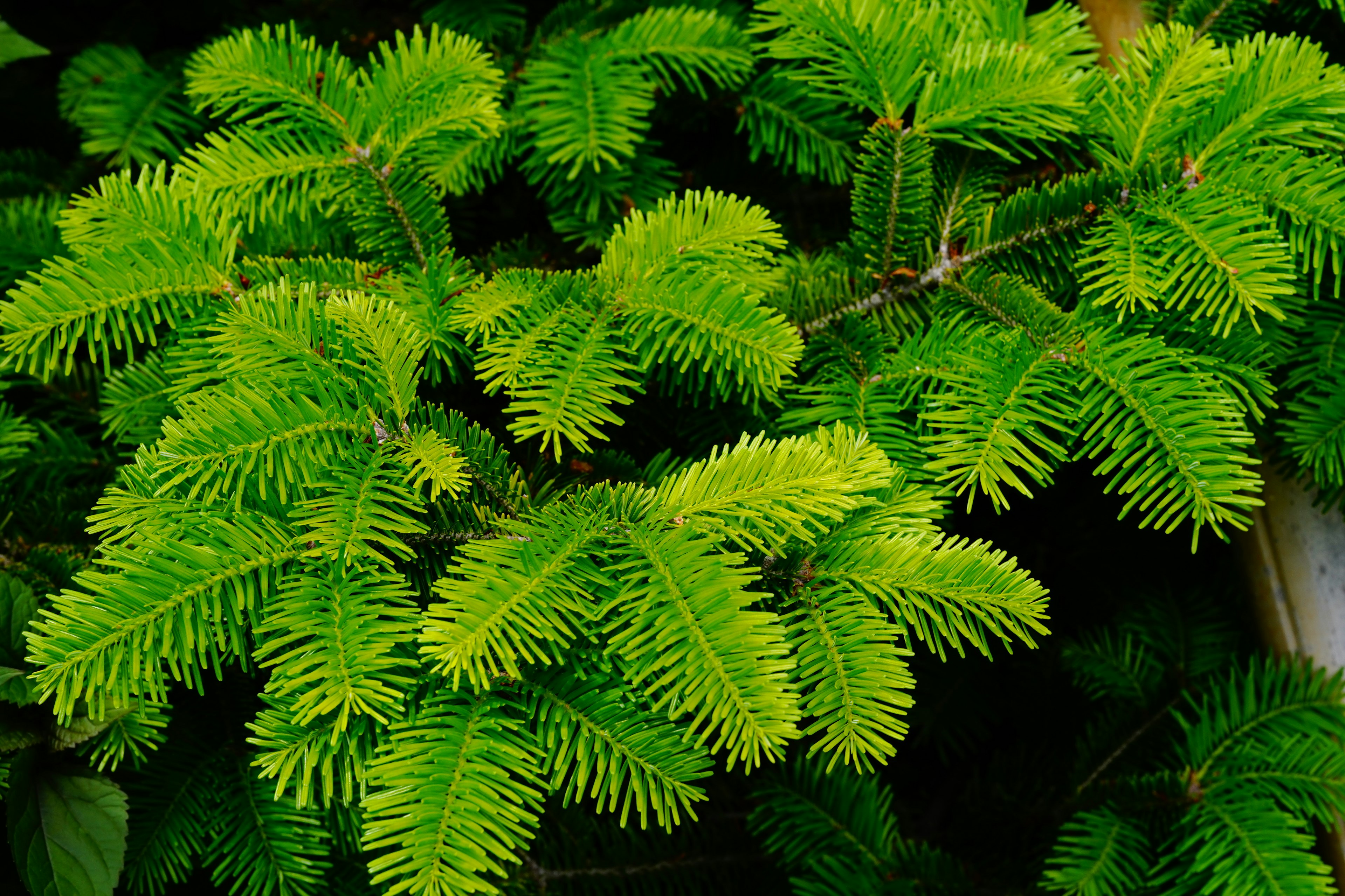 Vibrant green leaves of a coniferous tree spreading beautifully