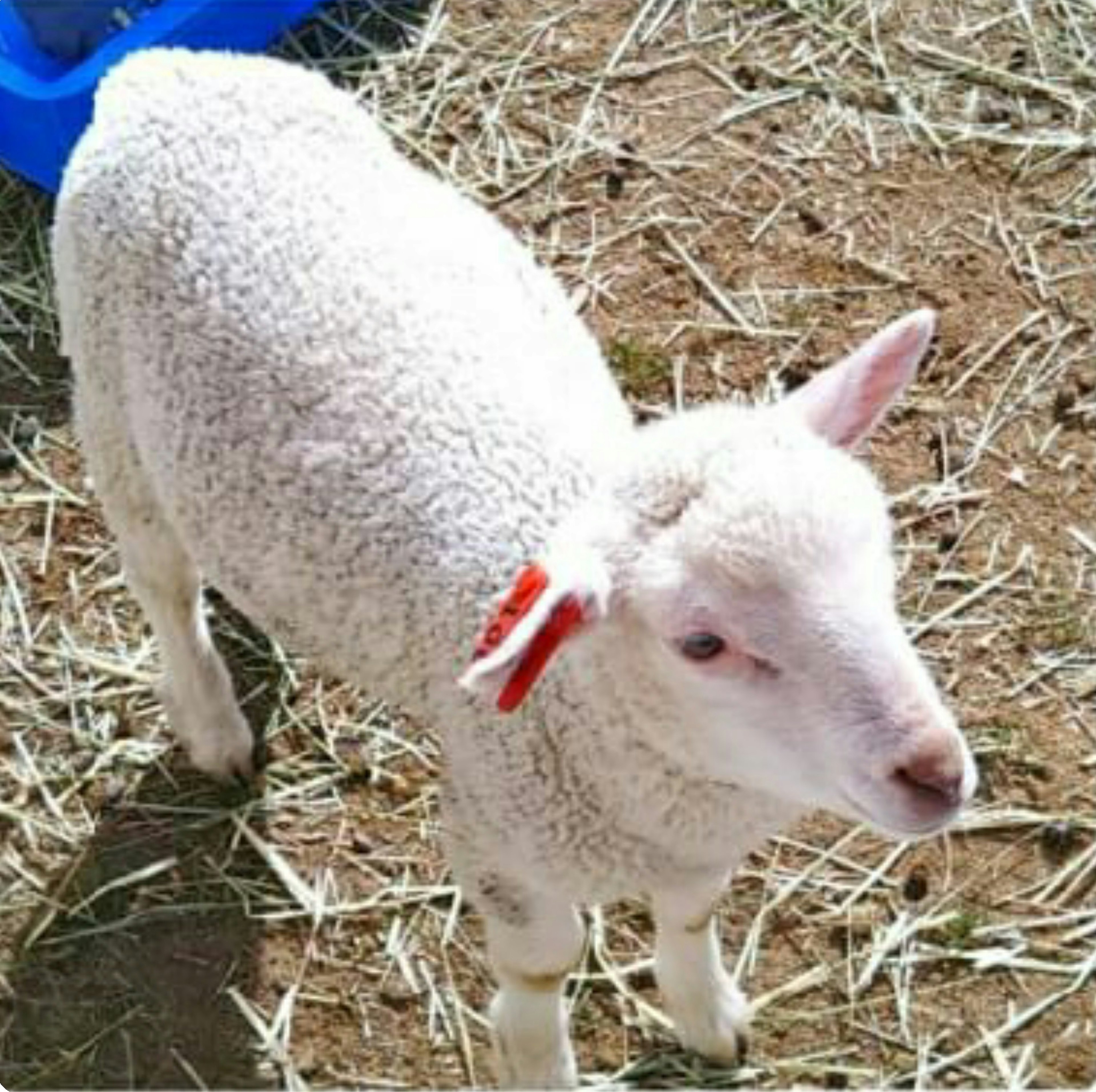 A white lamb standing on straw with a red tag on its ear