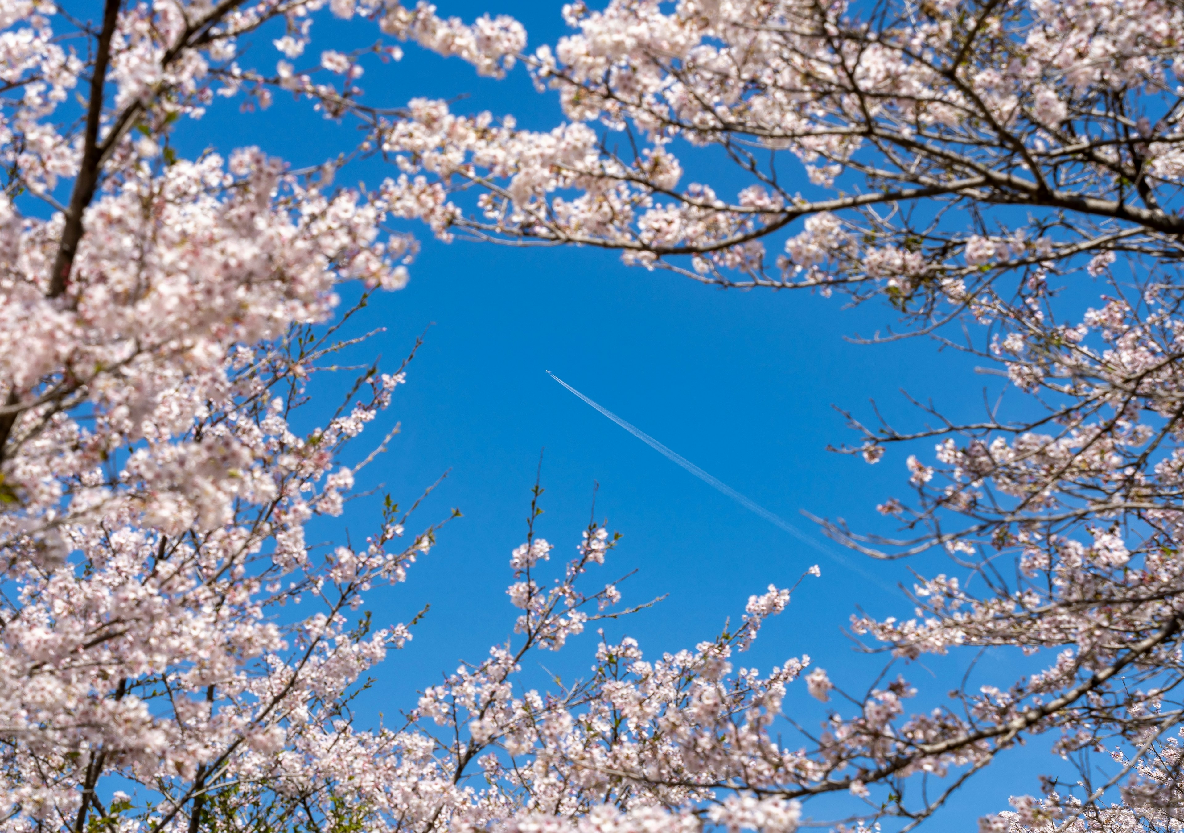 青空に桜の花が咲いている美しい風景