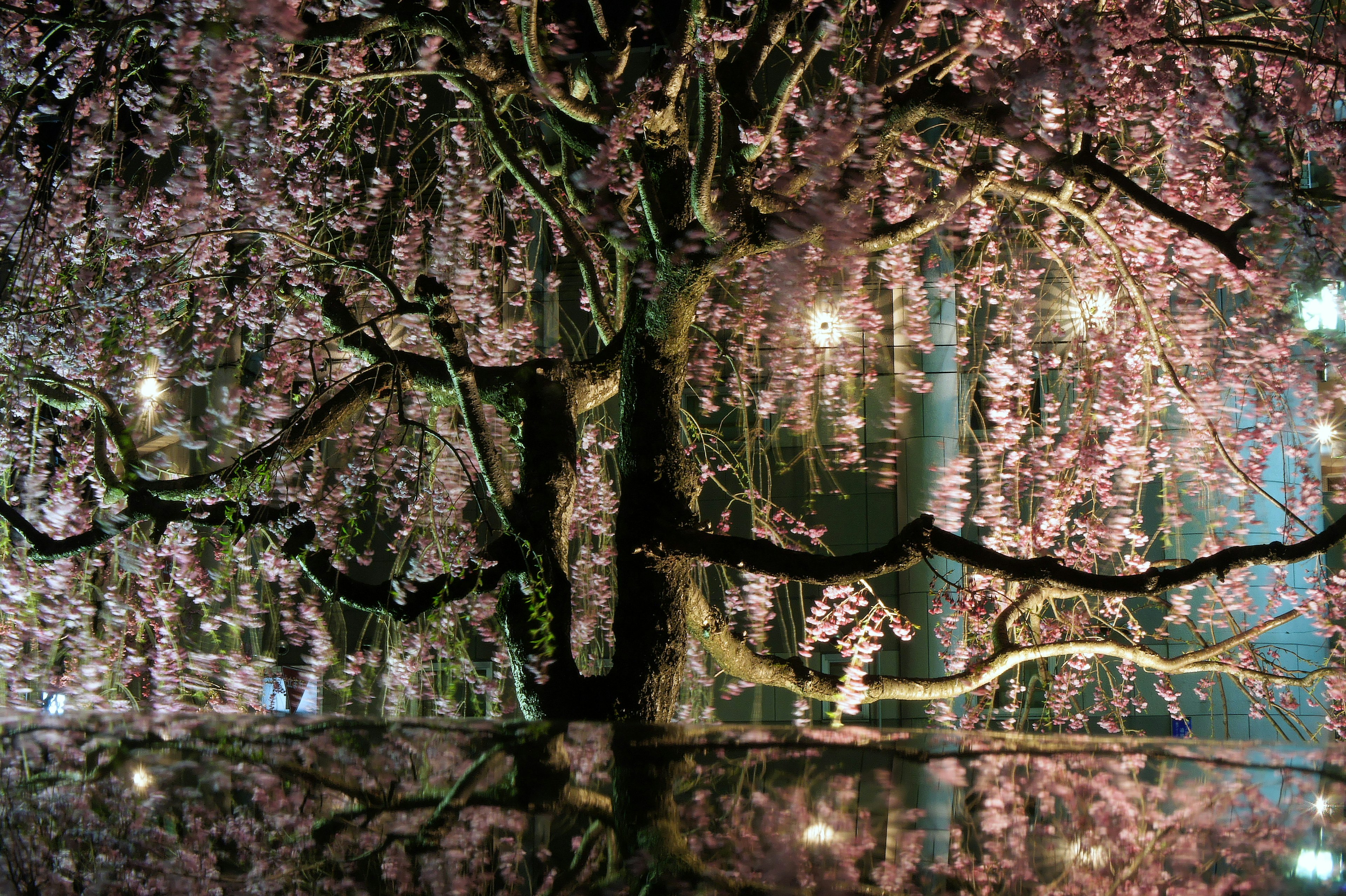 美しい桜の木が薄暗い背景に映る