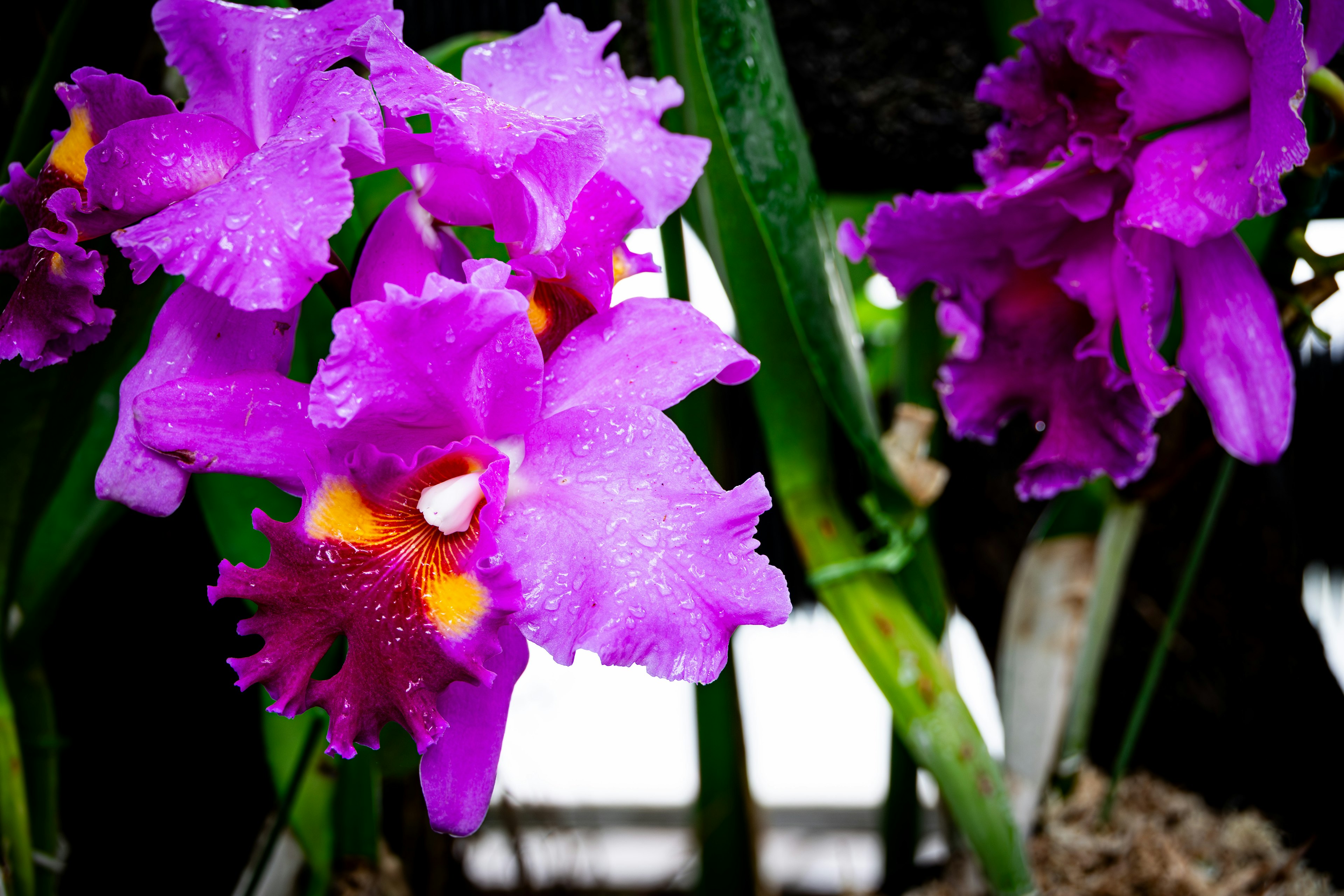 Orquídeas Cattleya moradas vibrantes en flor