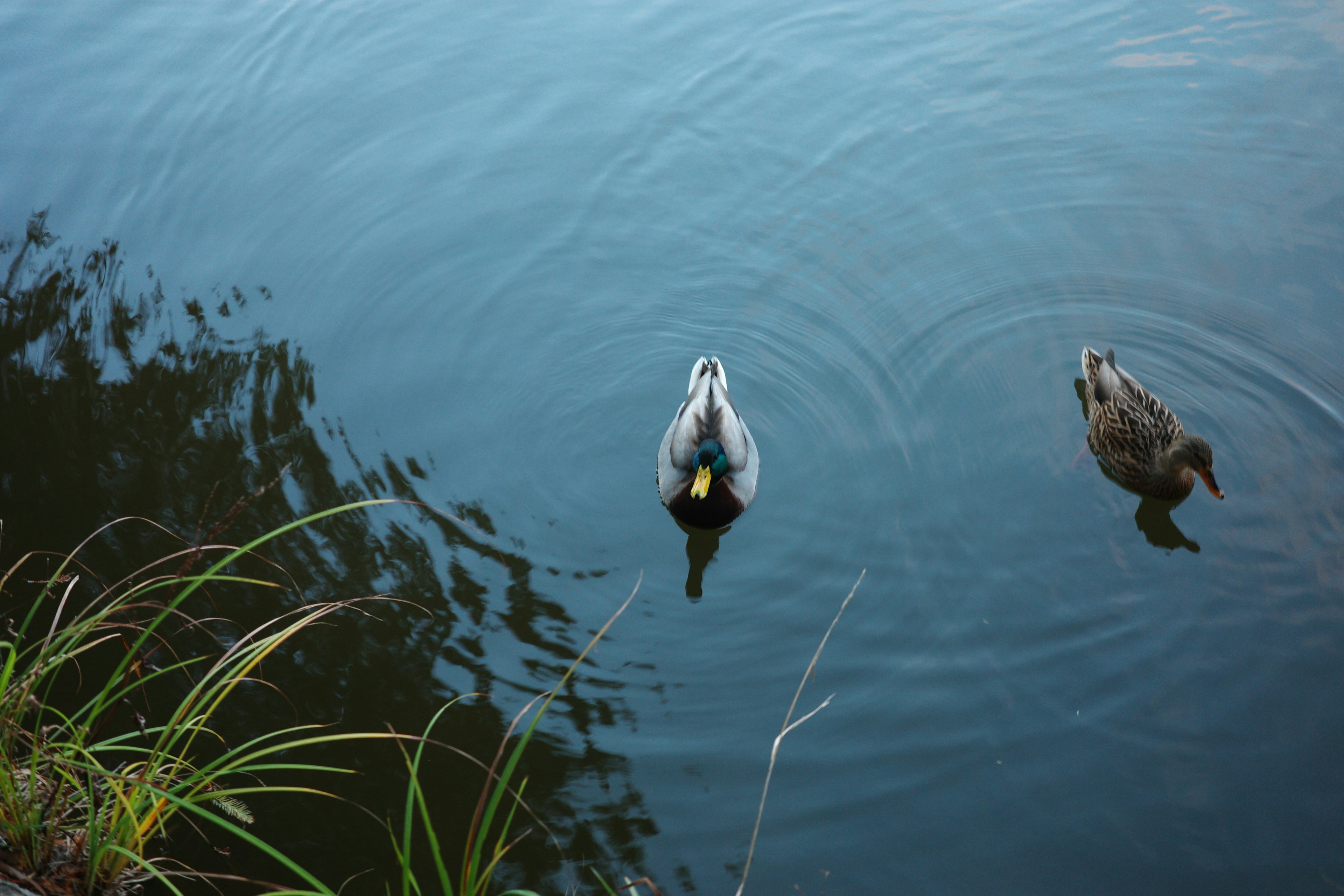 Two ducks swimming on a calm water surface with surrounding grass