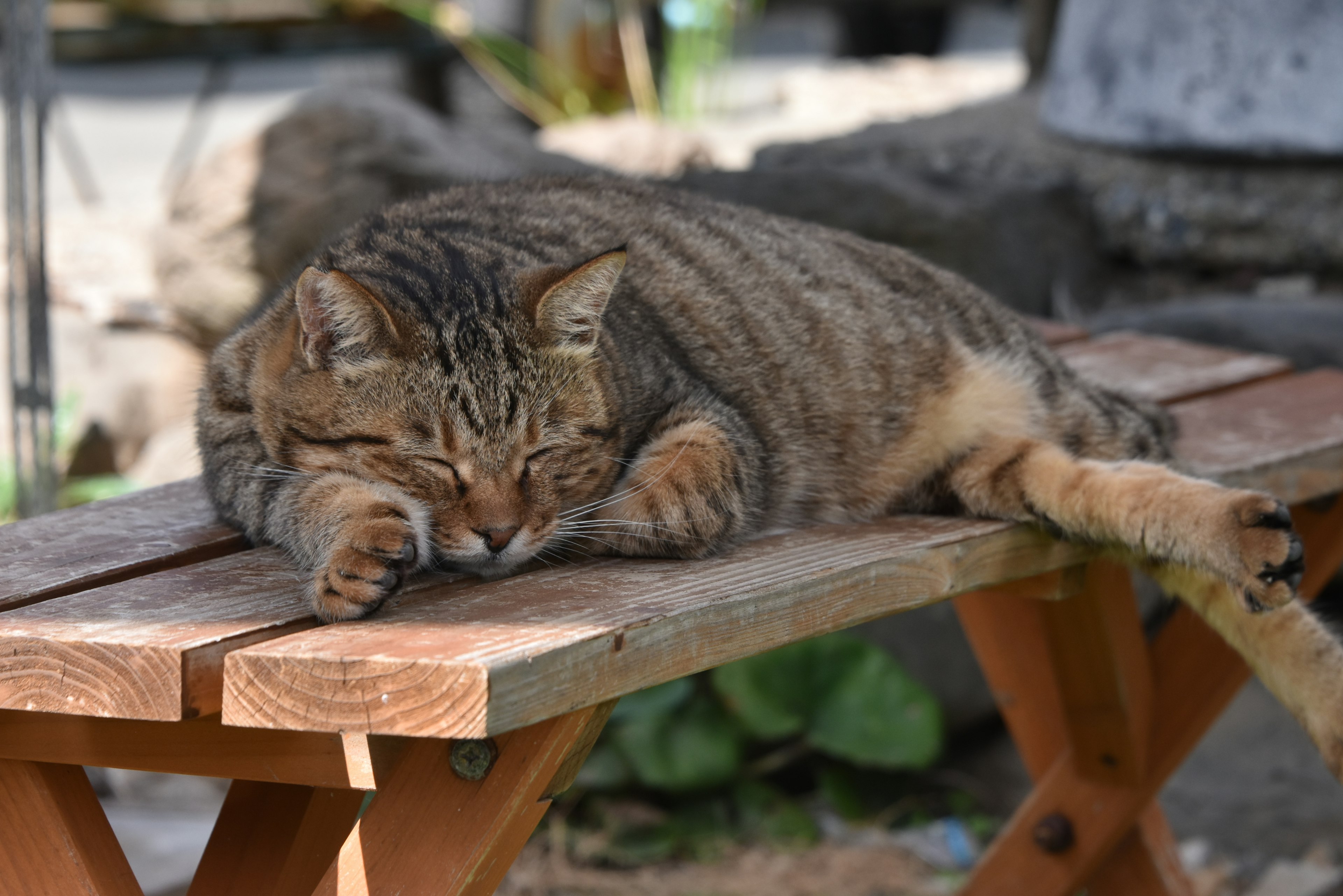 Eine getigerte Katze schläft auf einer Holzbank