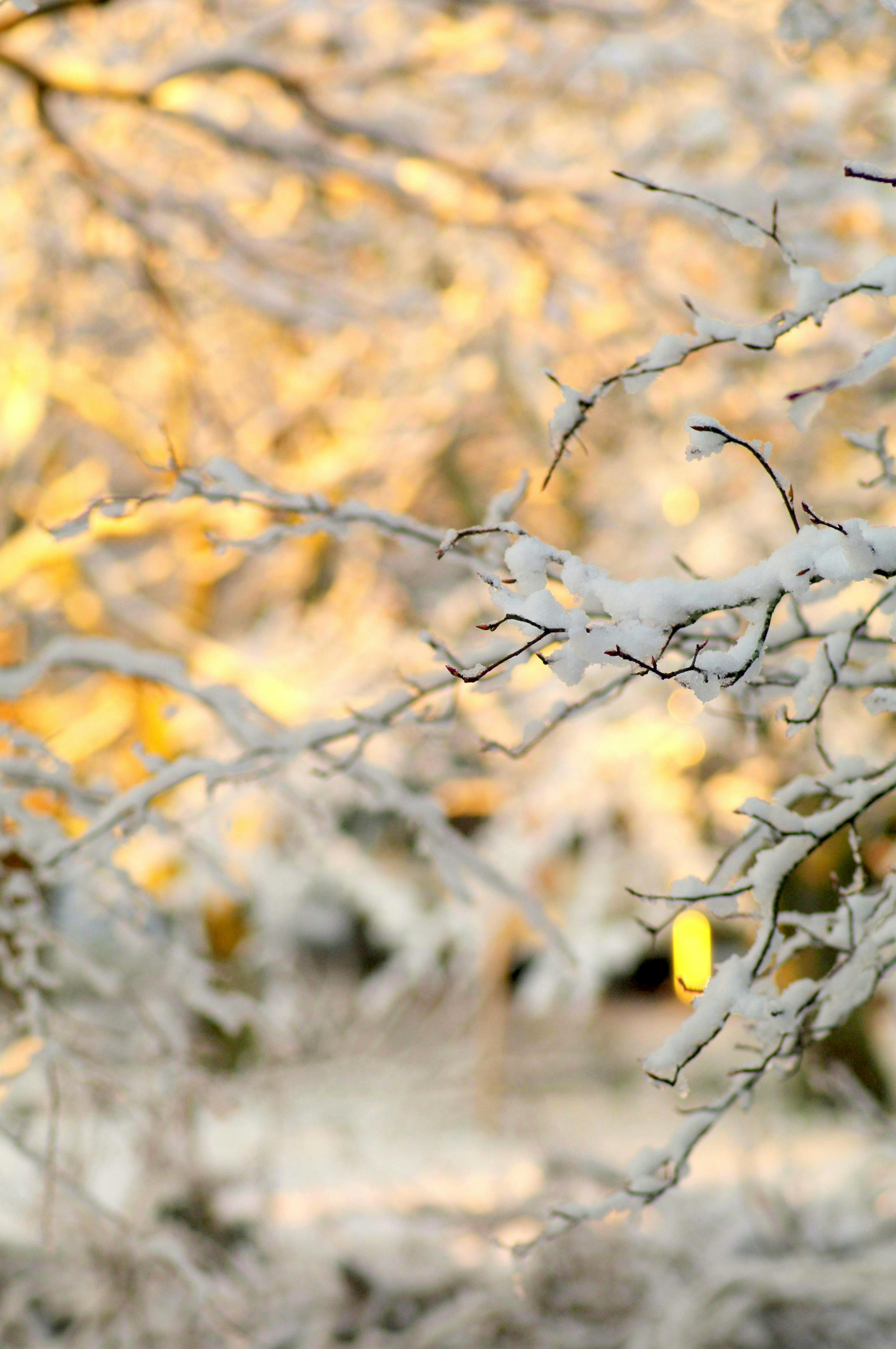 Snow-covered branches with soft evening light